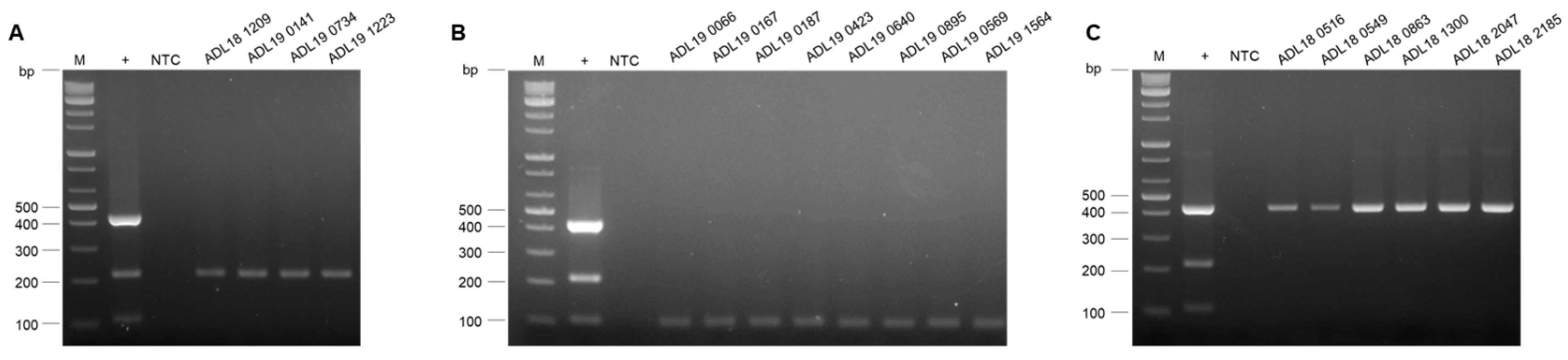 Vetsci 12 00177 g006