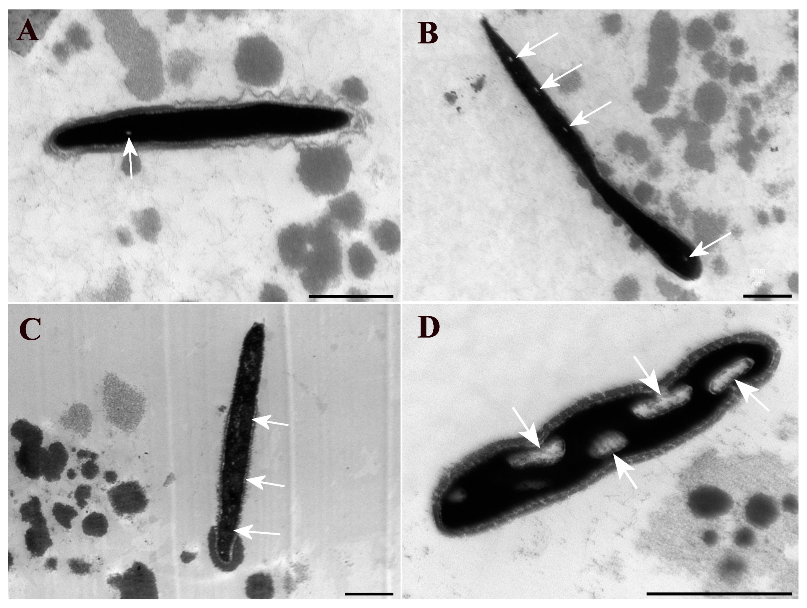 Vetsci 12 00184 g003