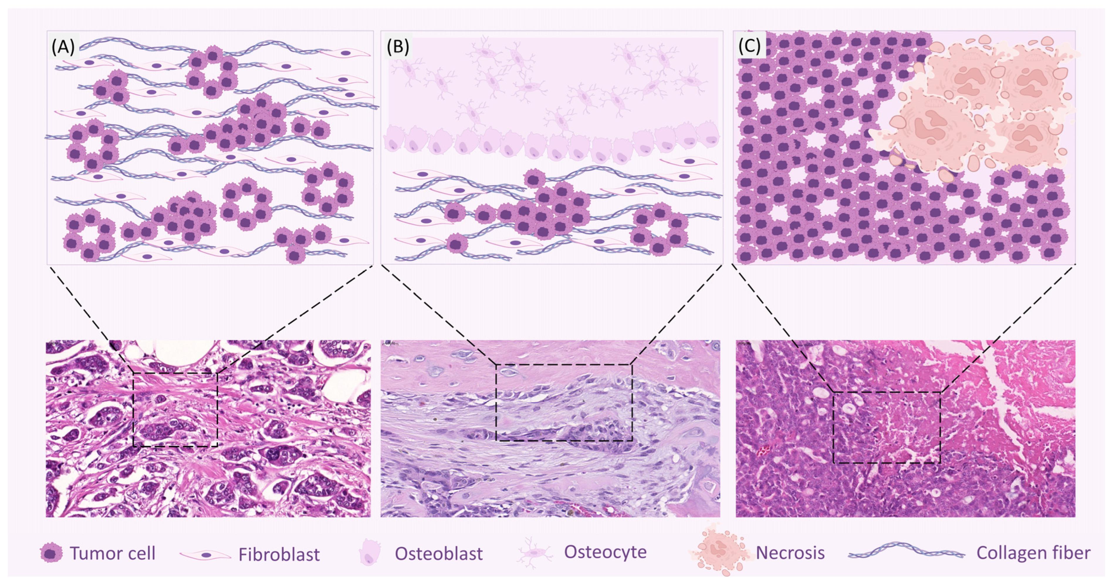 Vetsci 12 00189 g002 Vetsci 12 00189 g002