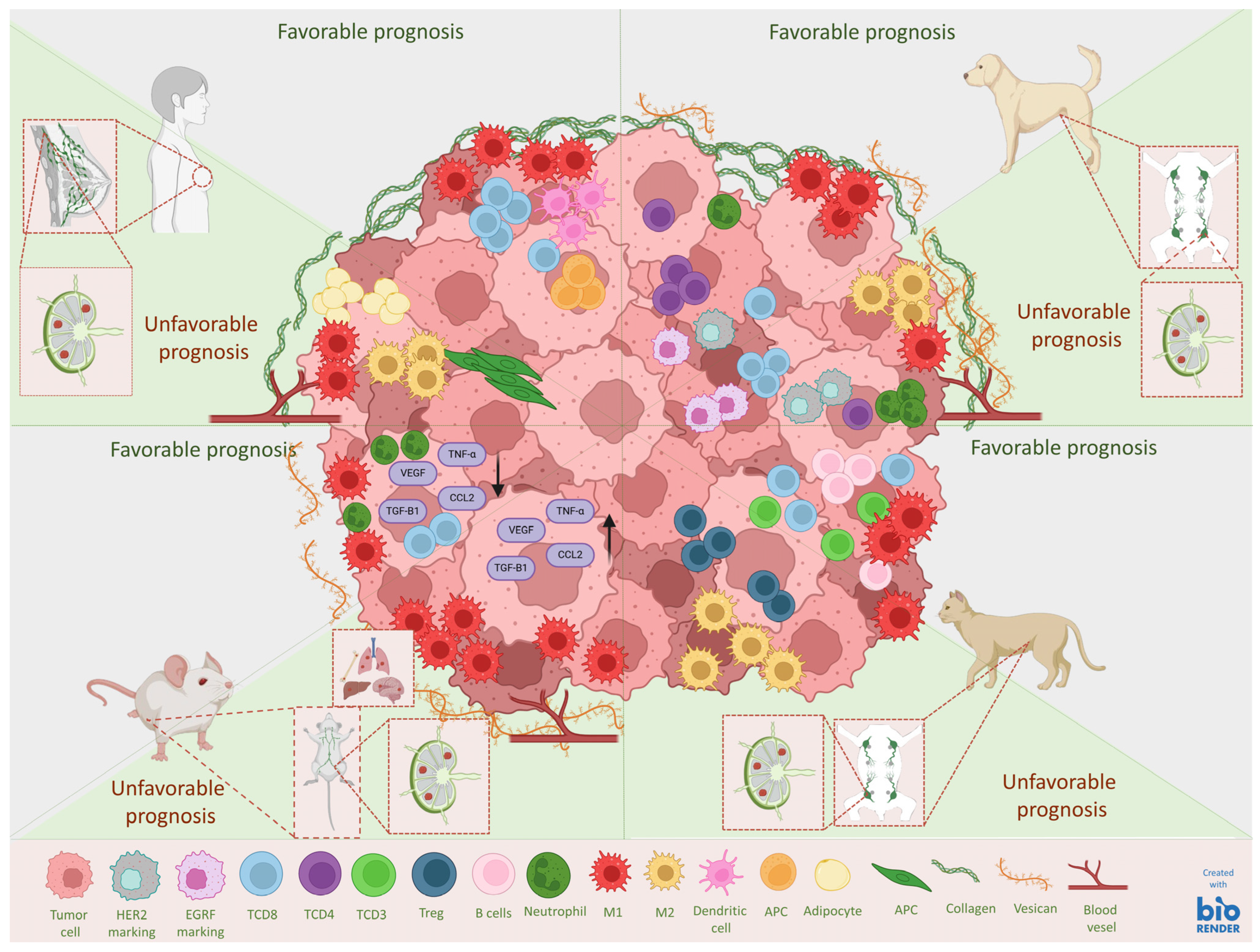 Vetsci 12 00189 g003 Vetsci 12 00189 g003