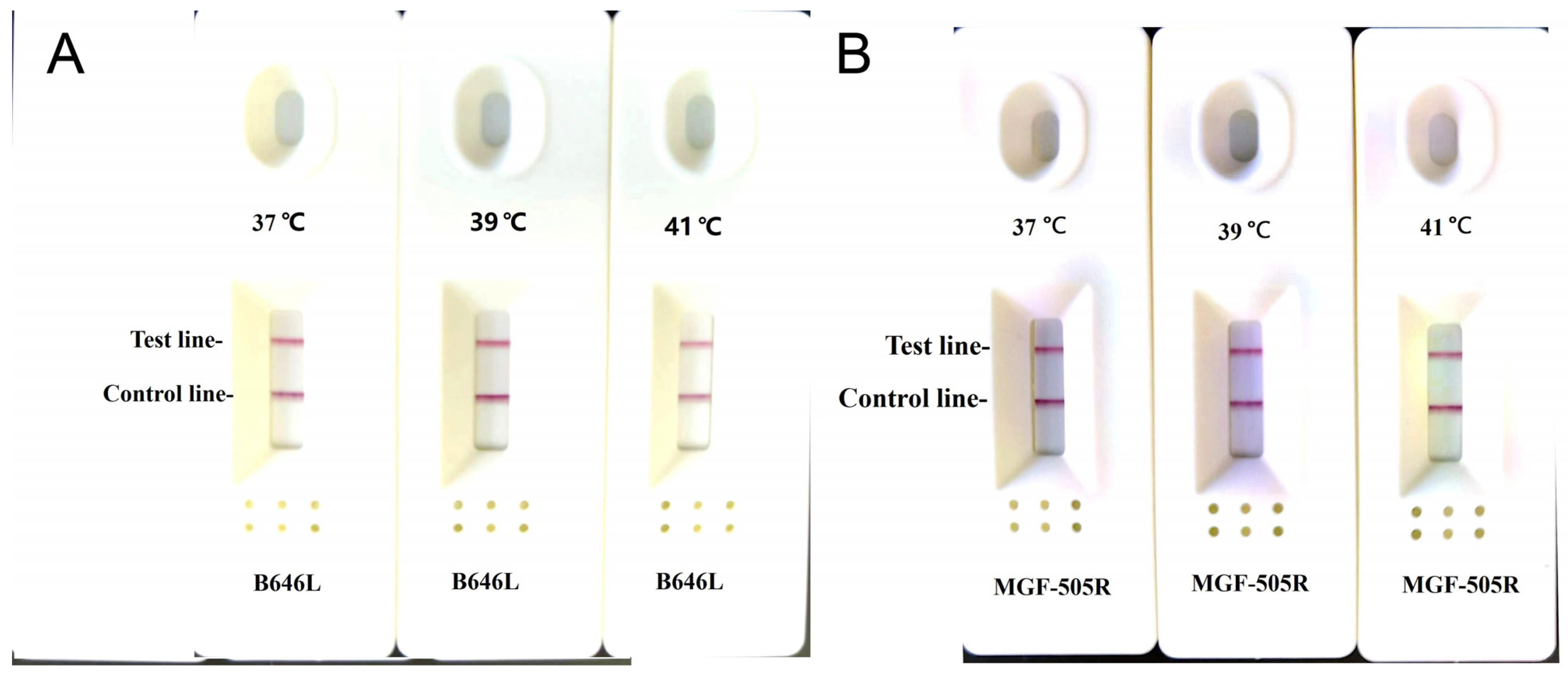 Development of Real-Time and Lateral Flow Dipstick