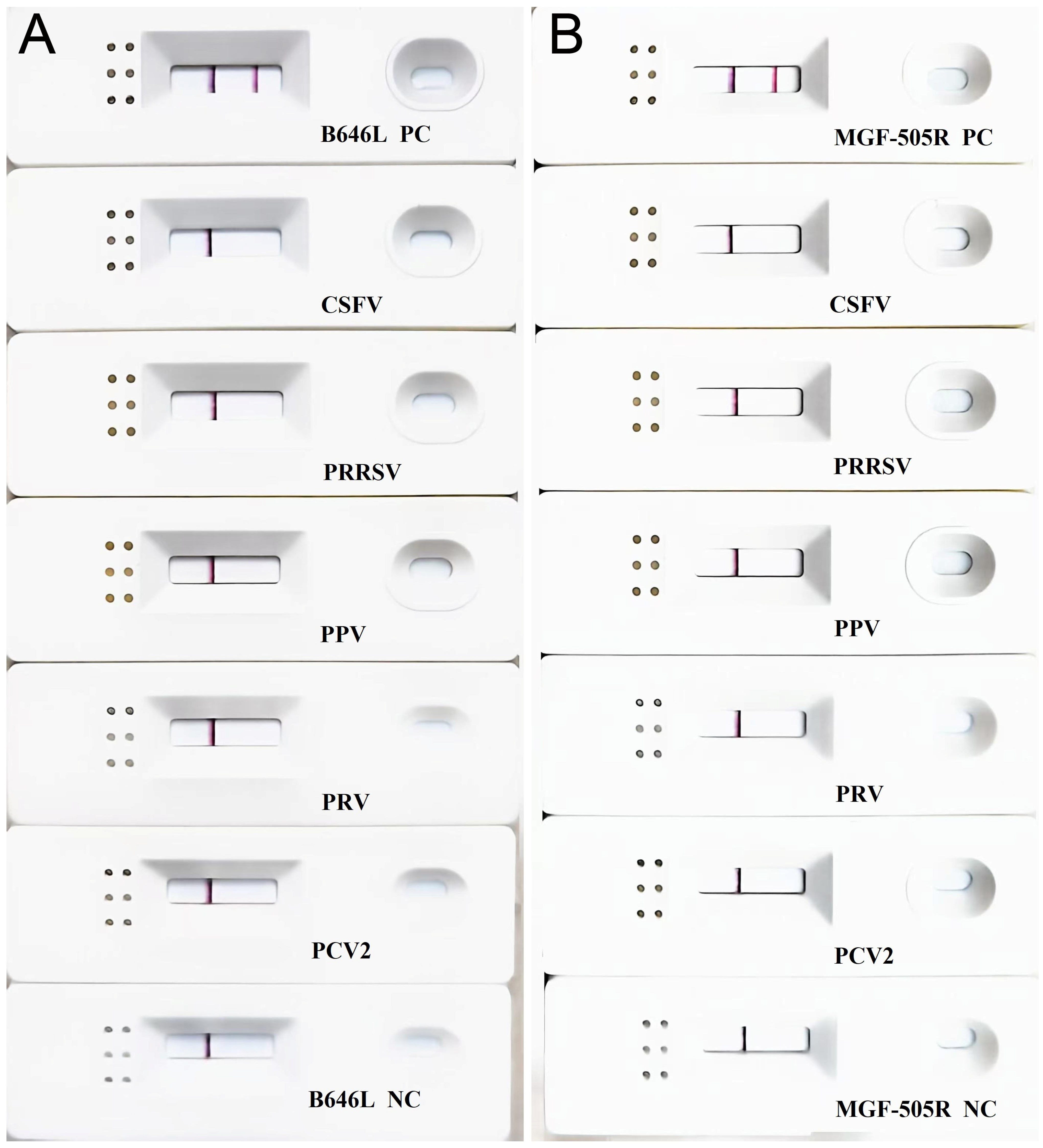 Development of Real-Time and Lateral Flow Dipstick