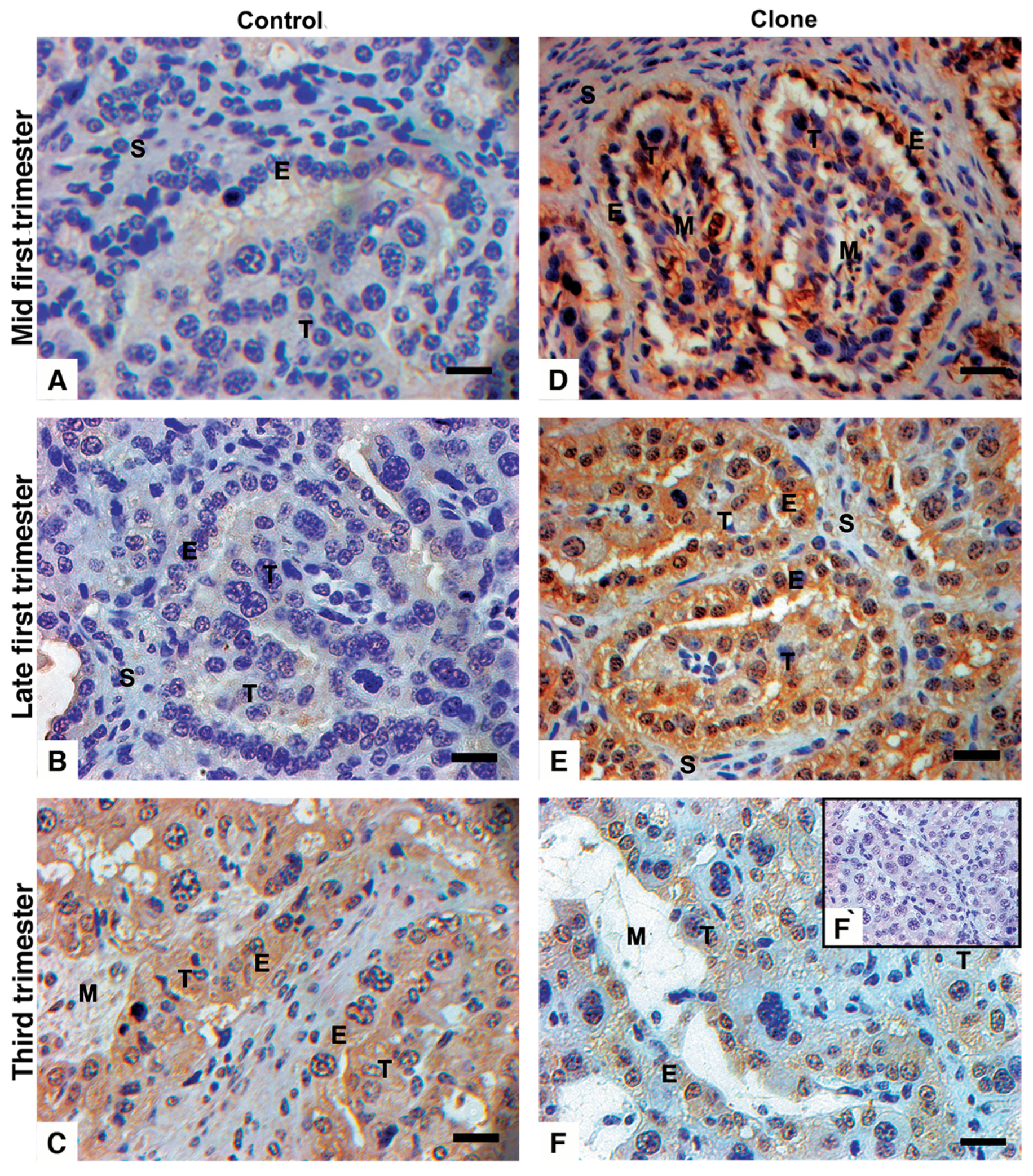 Vetsci 12 00196 g002 Vetsci 12 00196 g002