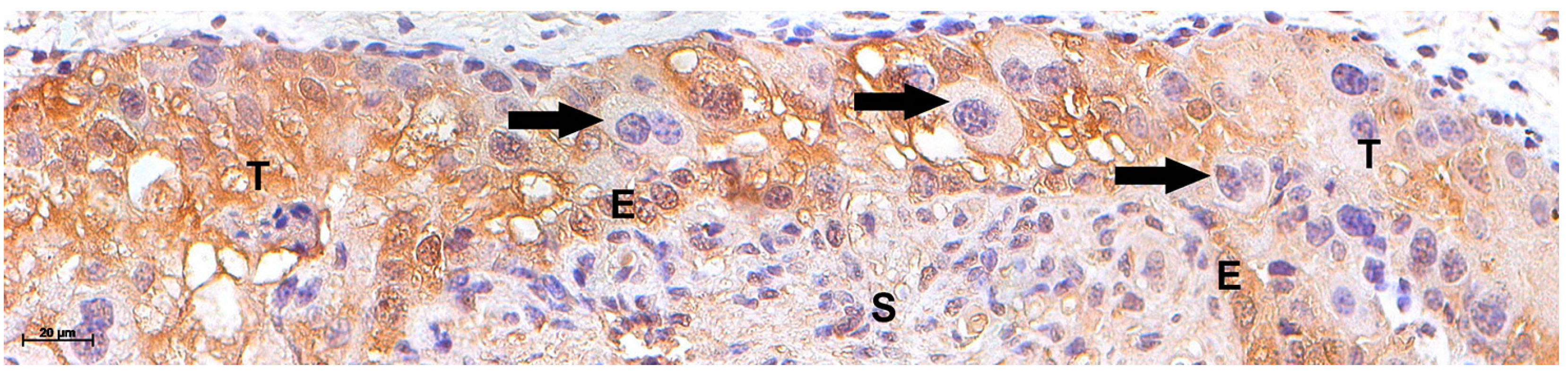 Vetsci 12 00196 g003 Vetsci 12 00196 g003