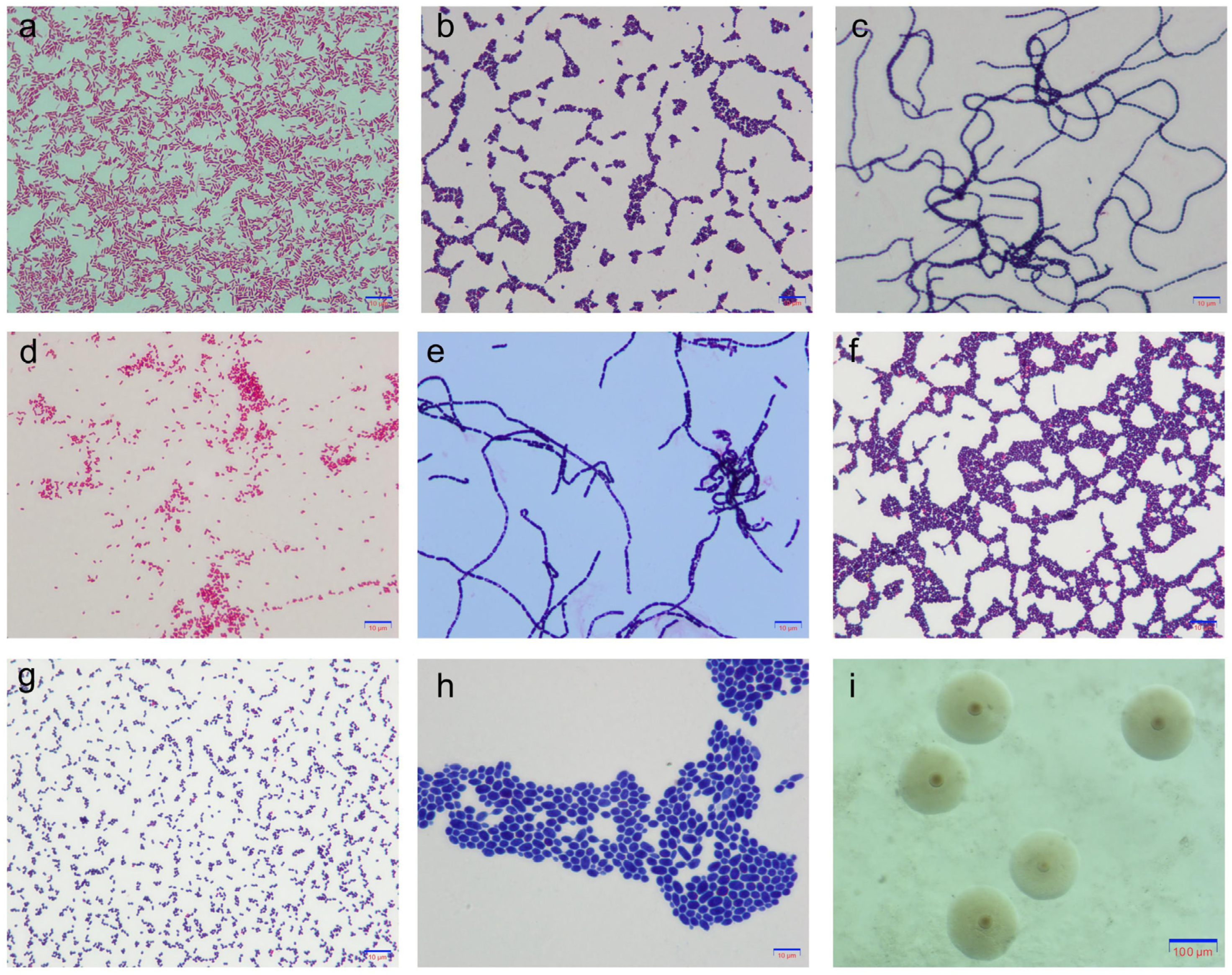 Vetsci 12 00197 g002