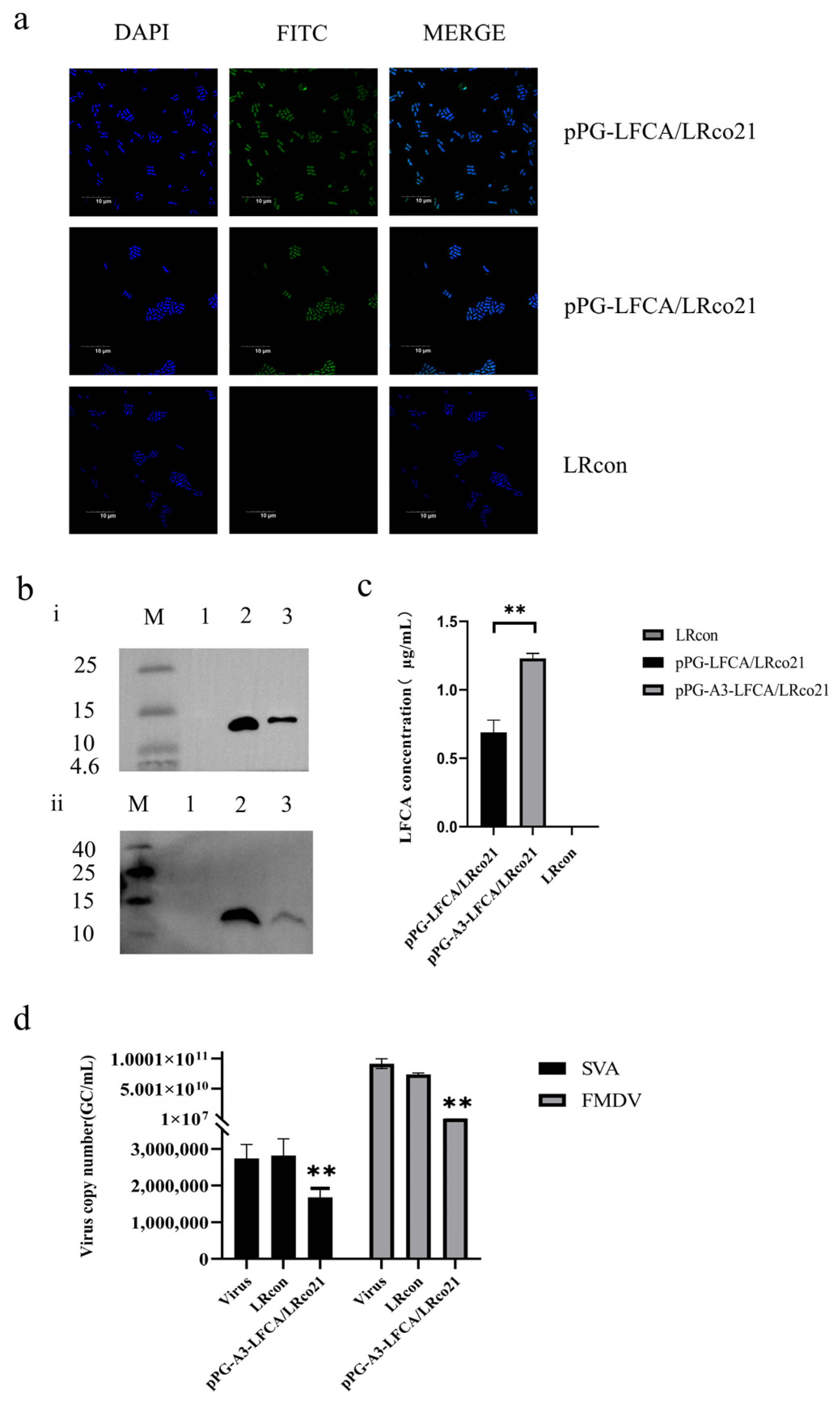 Vetsci 12 00199 g006