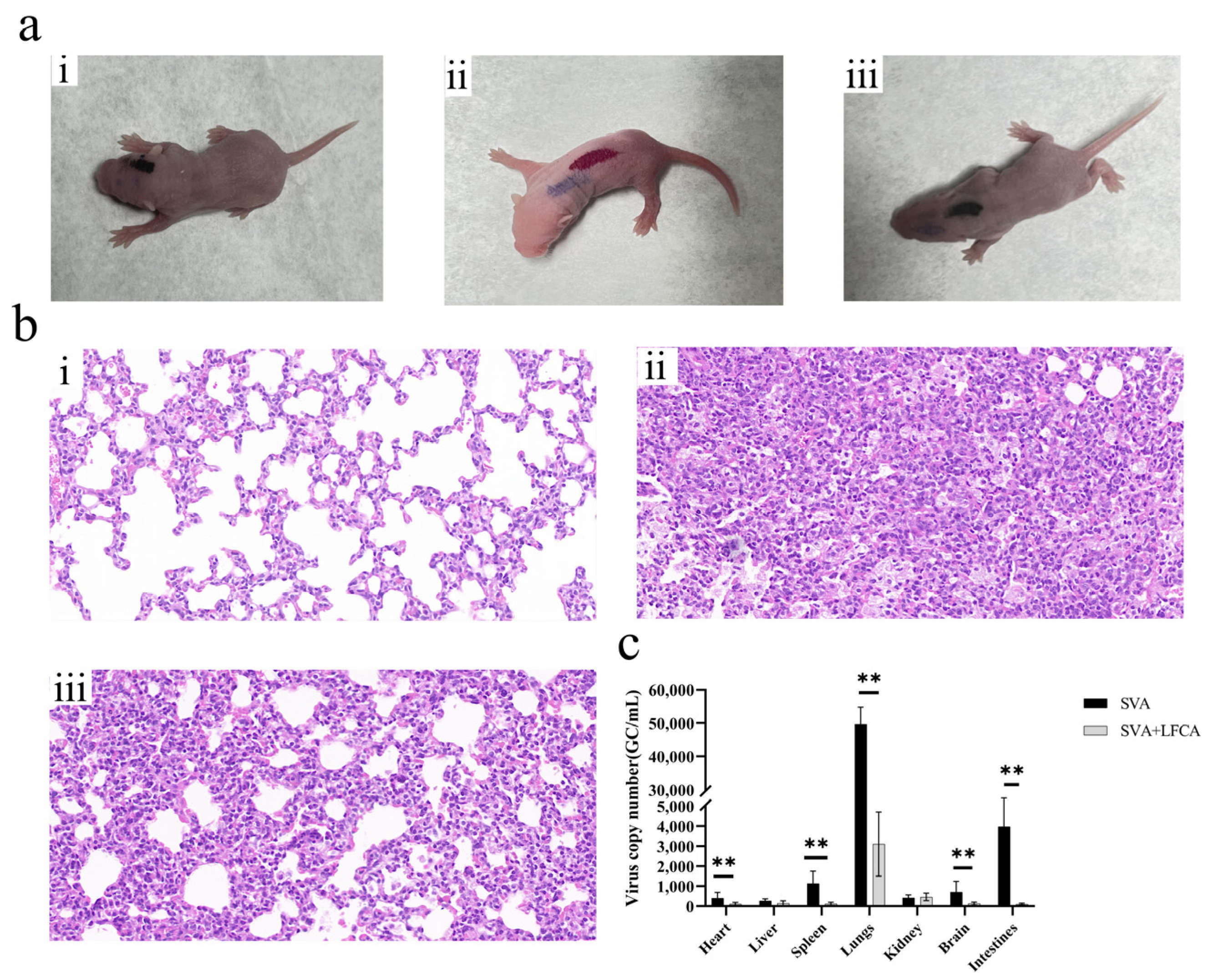 Vetsci 12 00199 g007