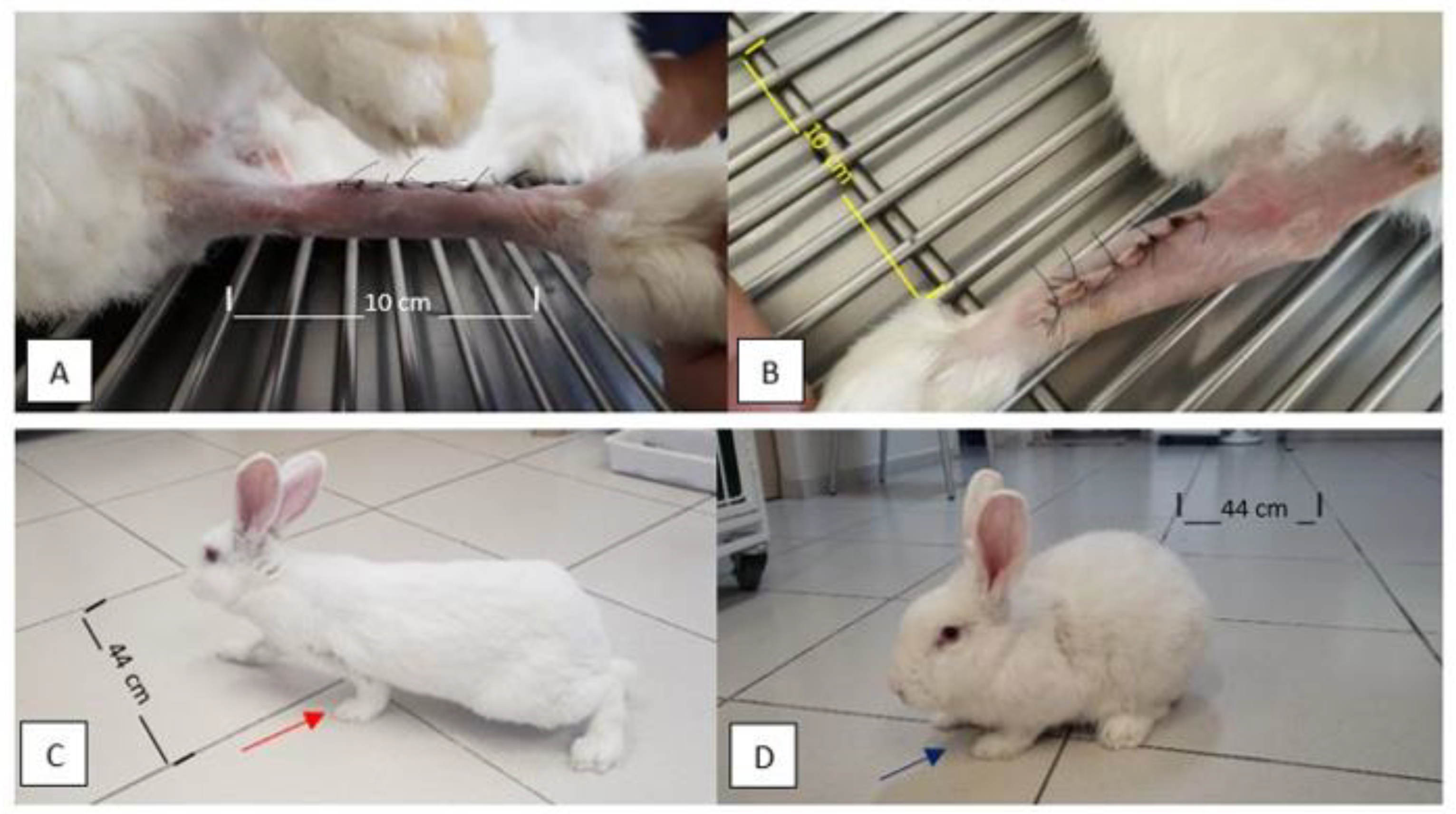 Vetsci 12 00200 g001