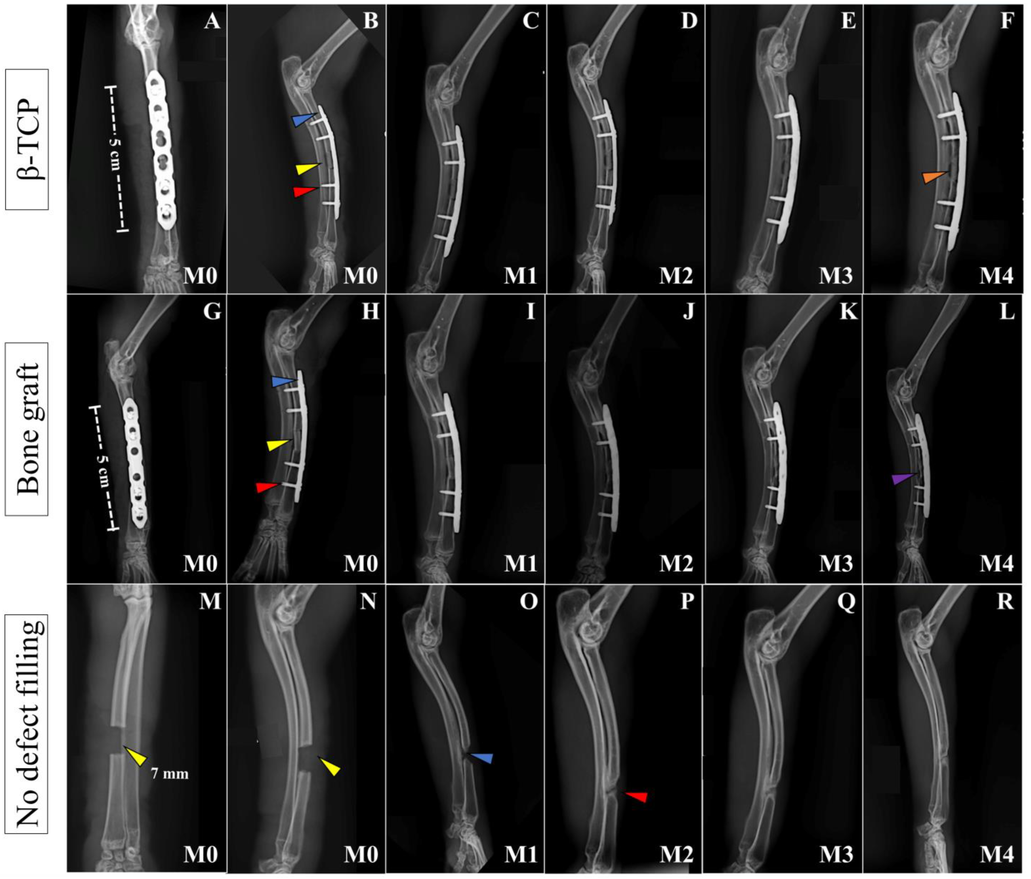 Vetsci 12 00200 g002