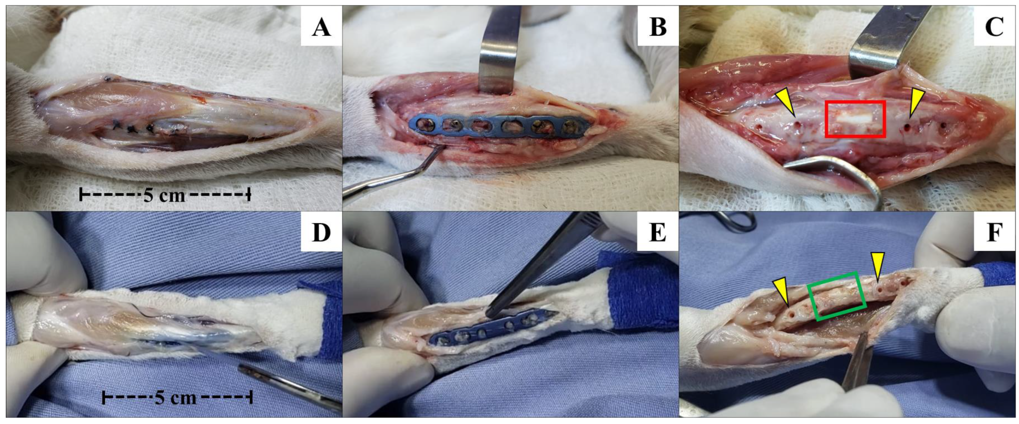 Vetsci 12 00200 g003
