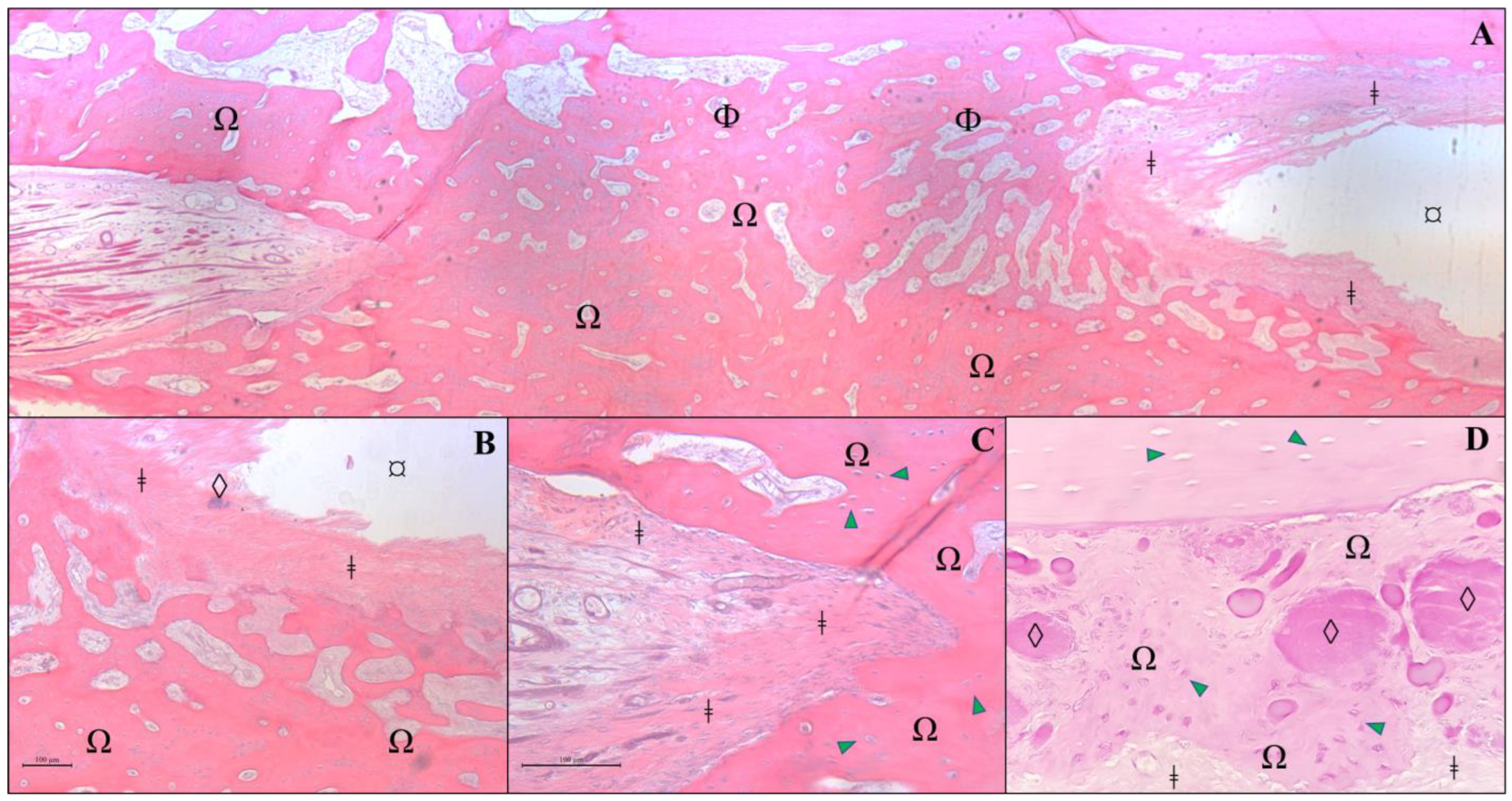 Vetsci 12 00200 g007