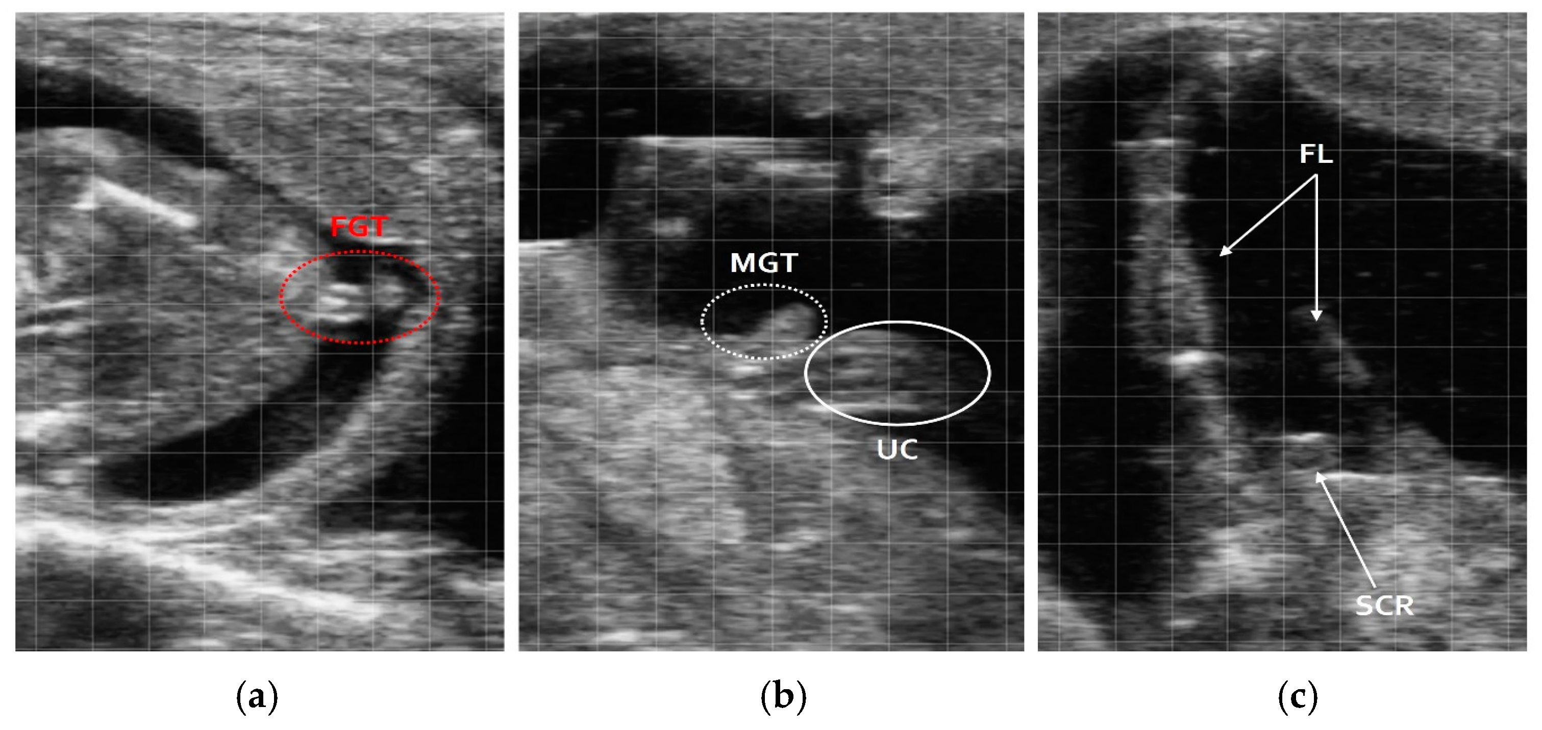 Vetsci 12 00201 g001