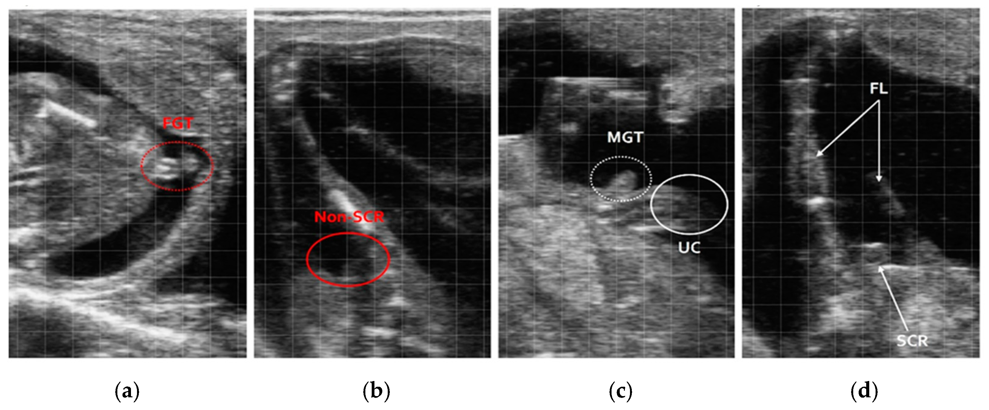 Vetsci 12 00201 g004