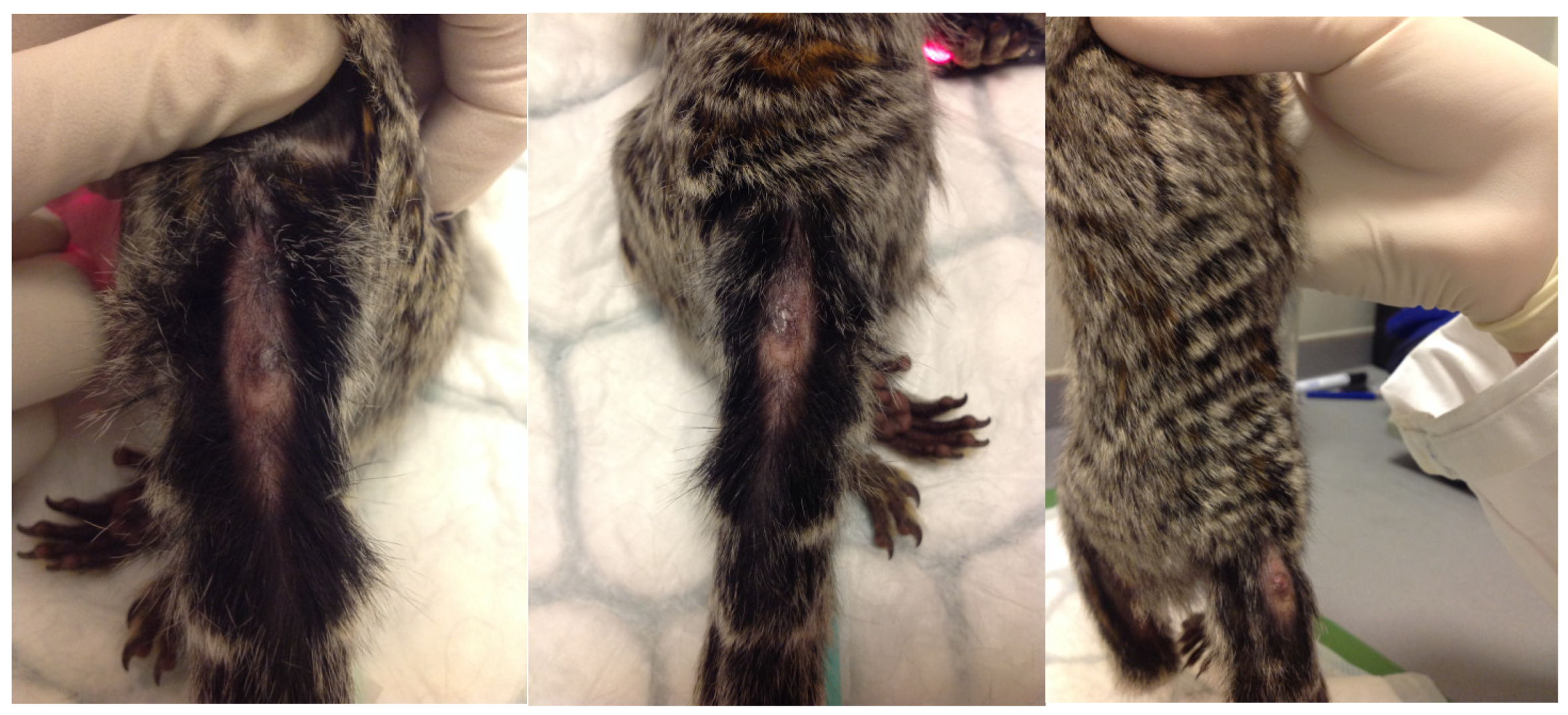 Vetsci 12 00203 g001 Vetsci 12 00203 g001