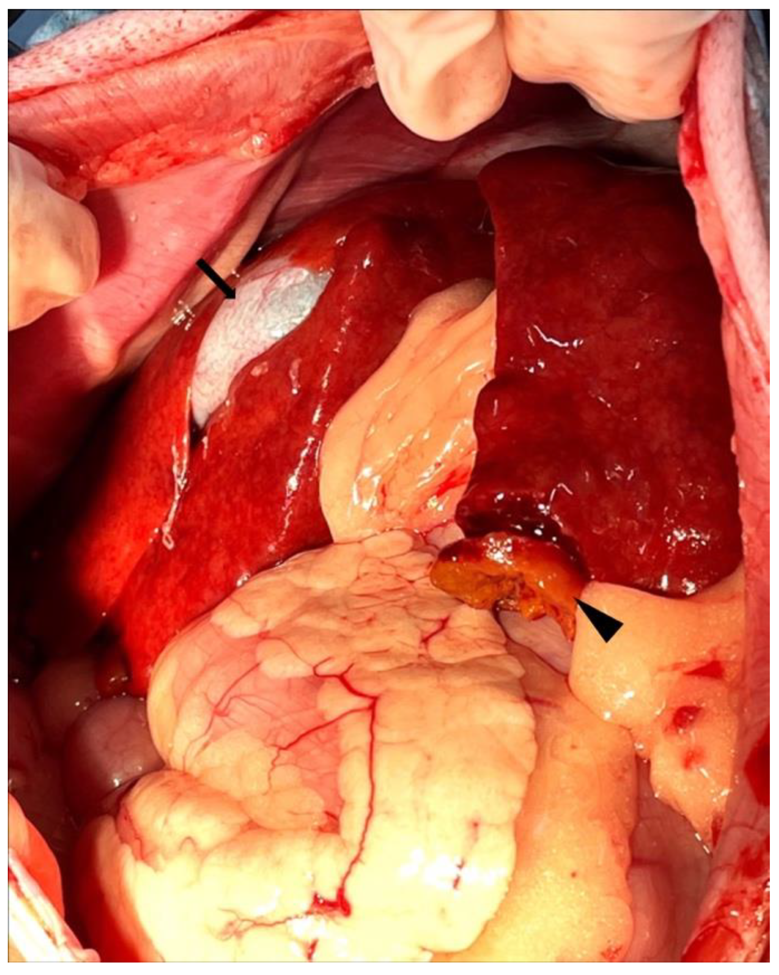 Vetsci 12 00211 g002