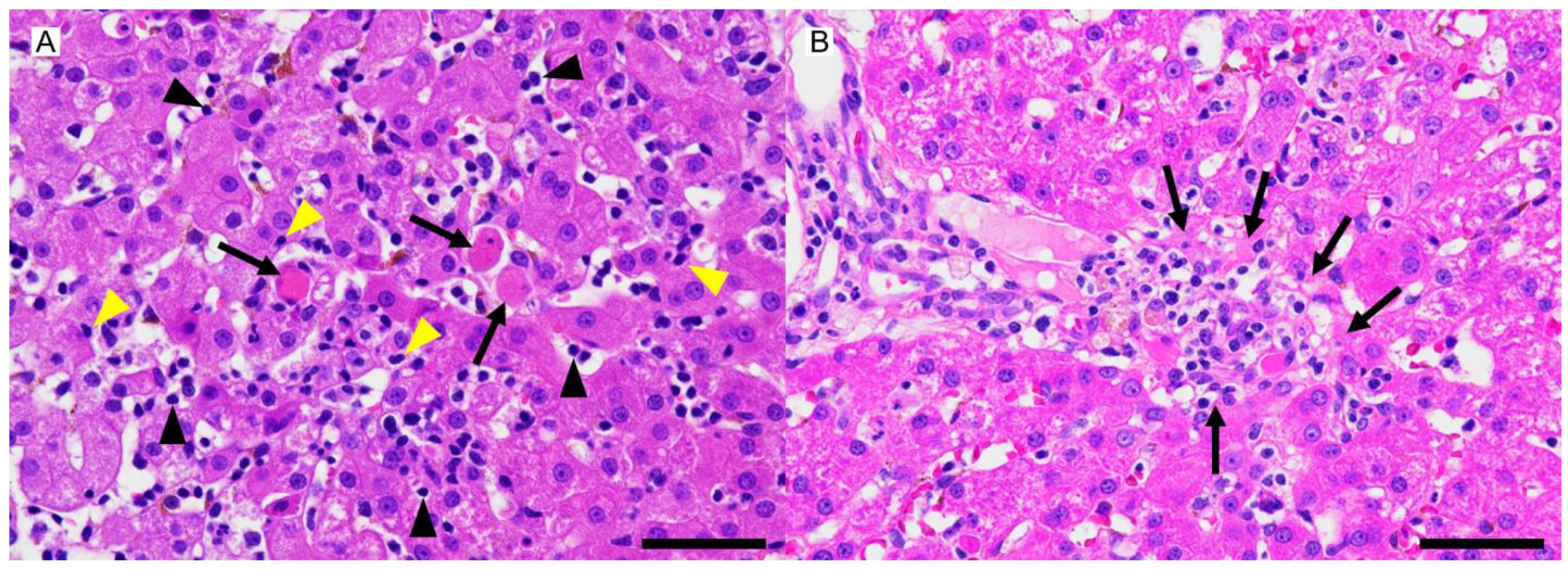 Vetsci 12 00211 g003