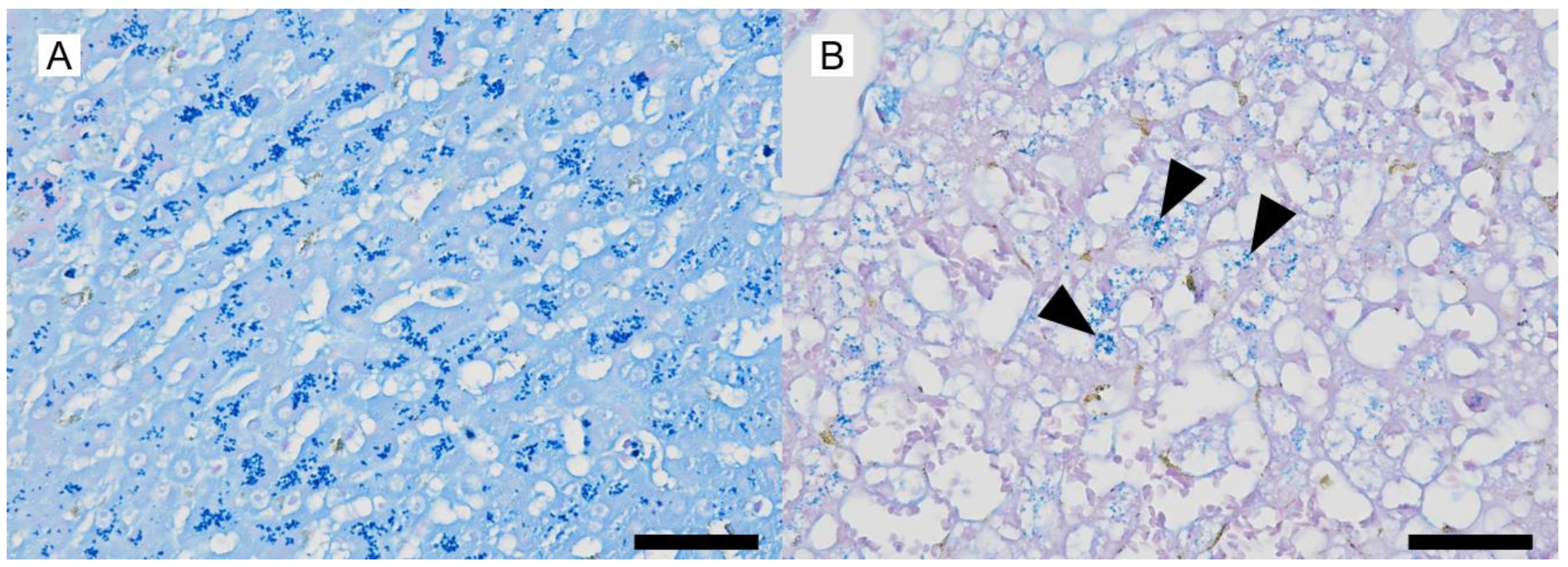 Vetsci 12 00211 g004