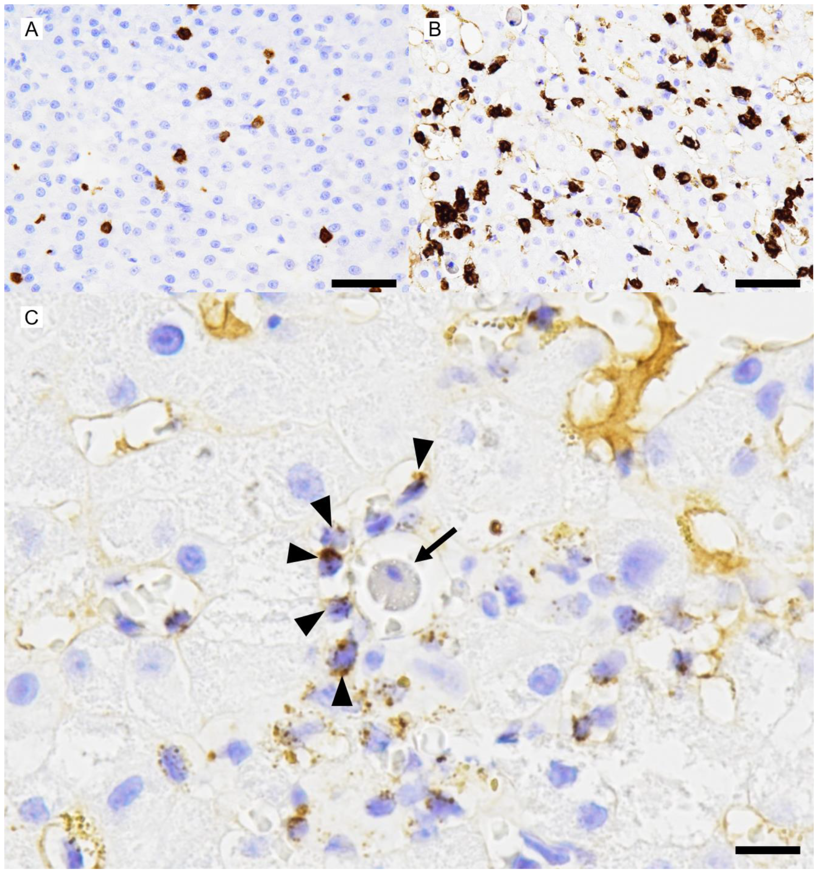 Vetsci 12 00211 g005