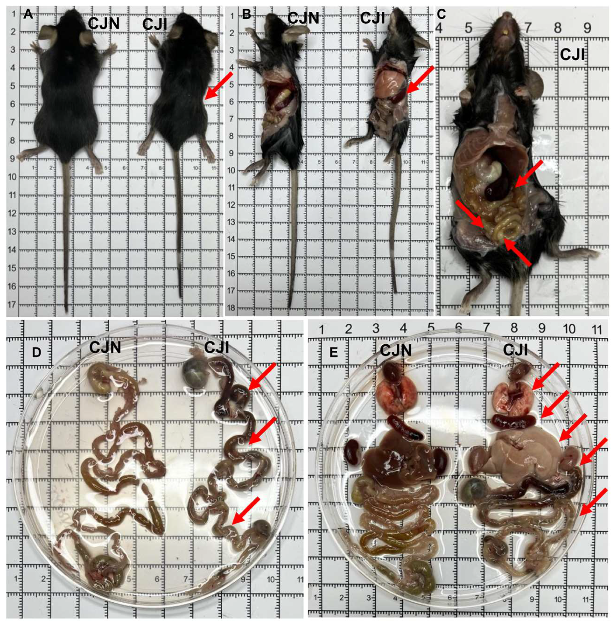 Vetsci 12 00212 g002