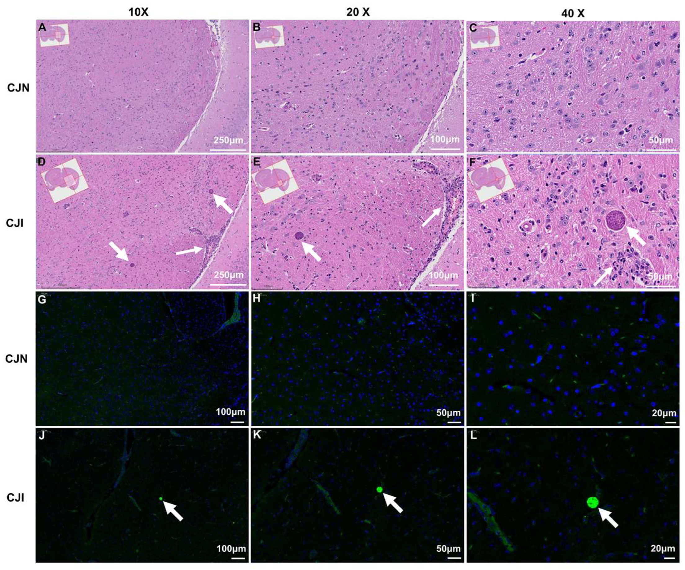 Vetsci 12 00212 g005