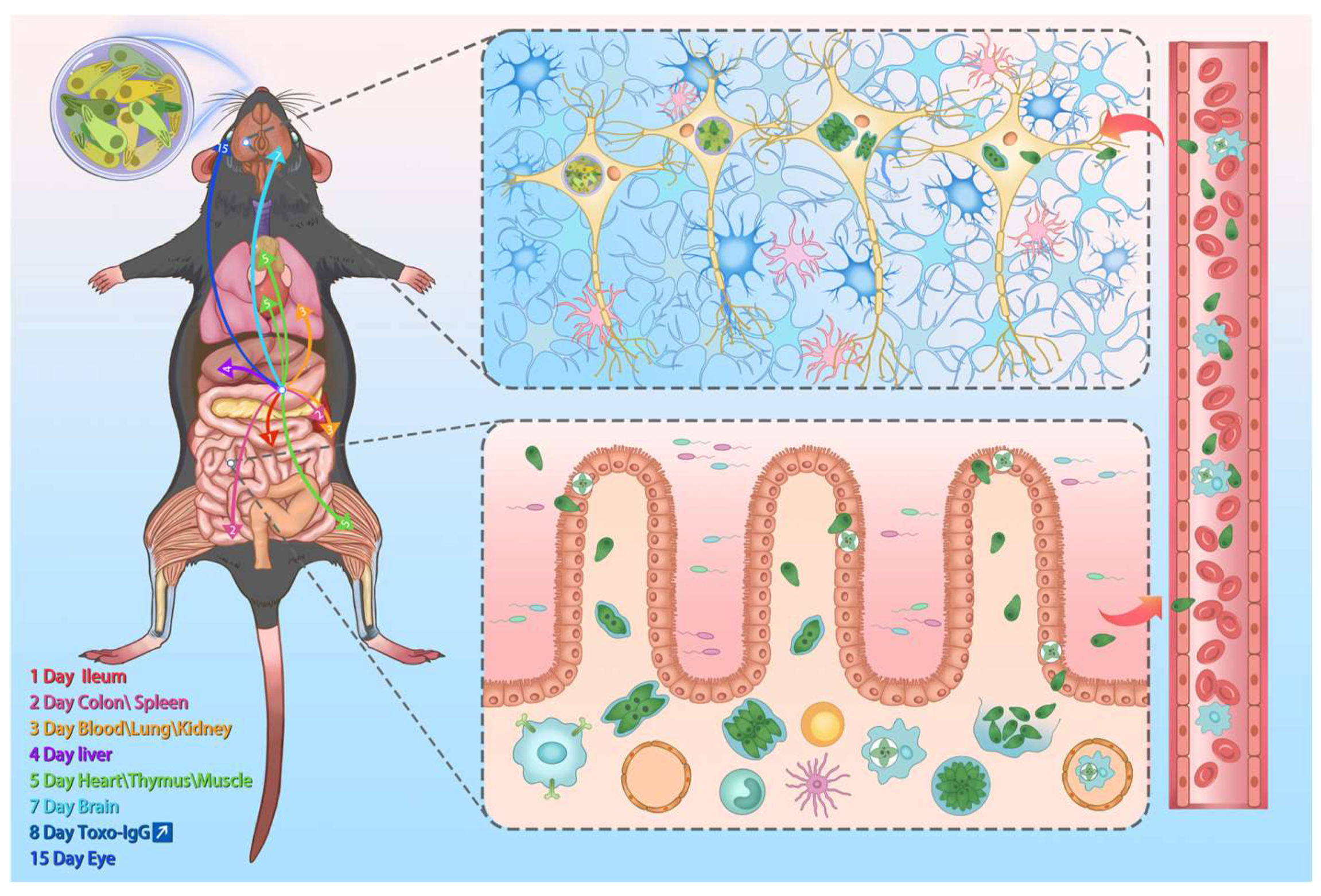 Vetsci 12 00212 g006