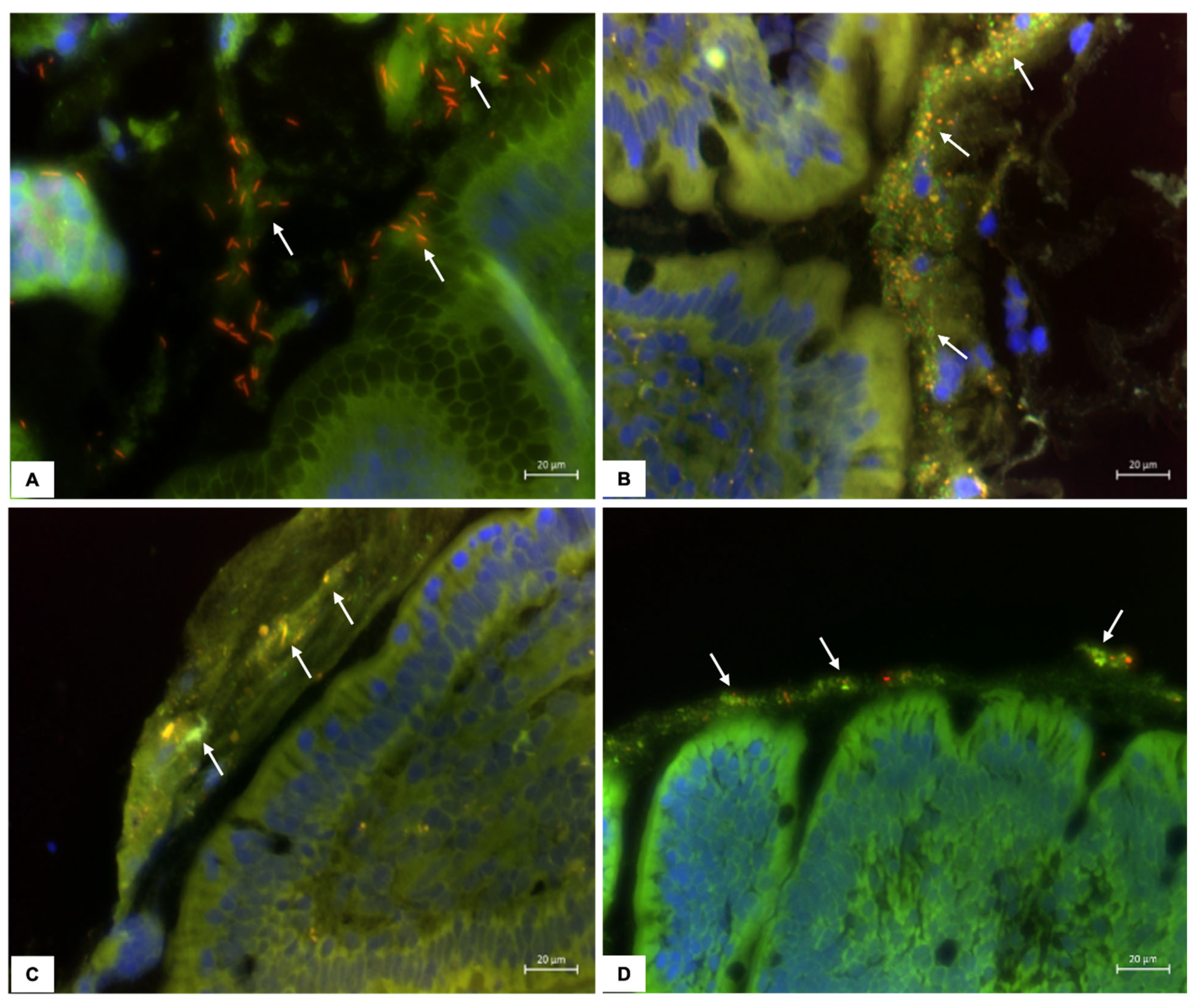Vetsci 12 00216 g001