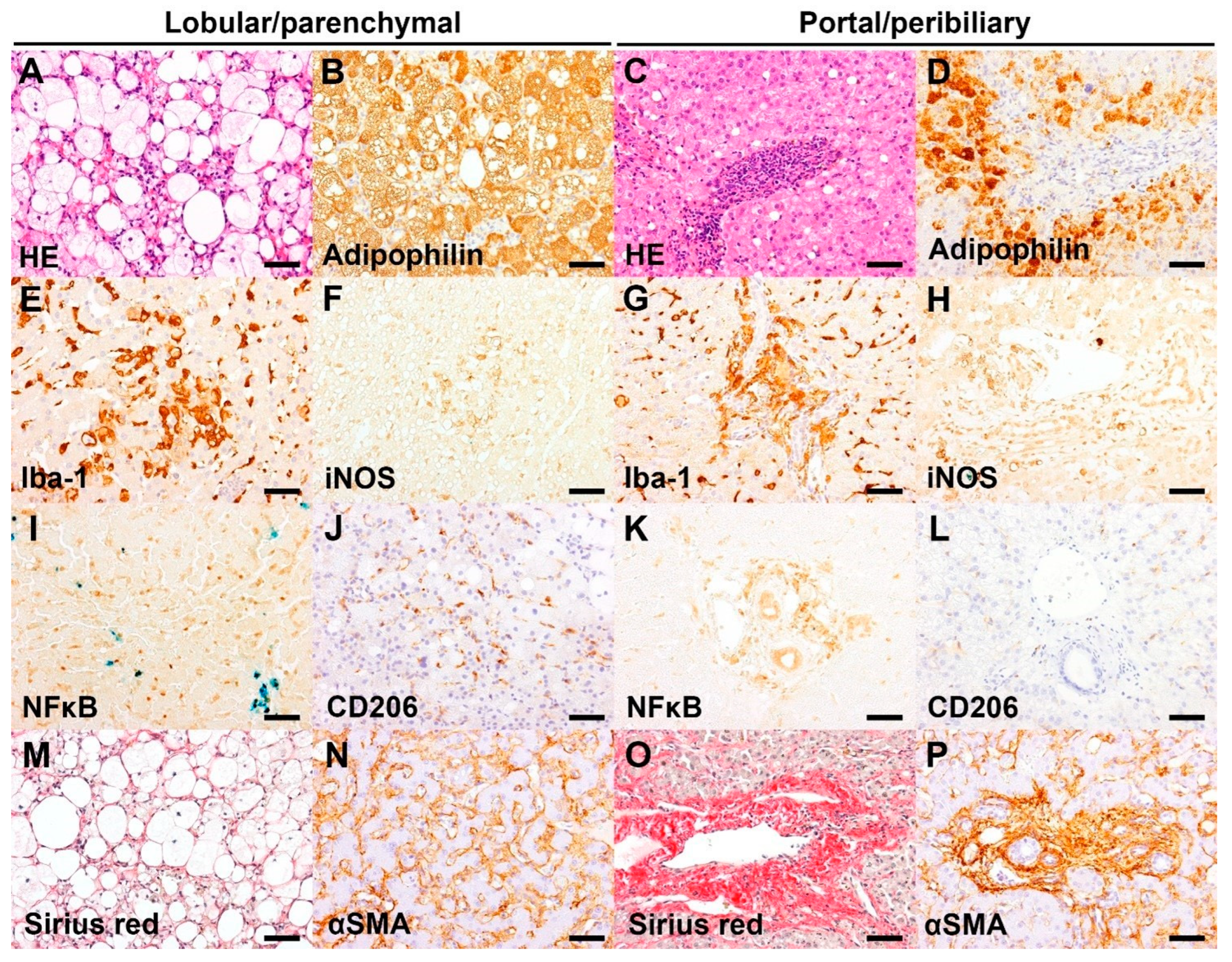 Vetsci 12 00220 g002