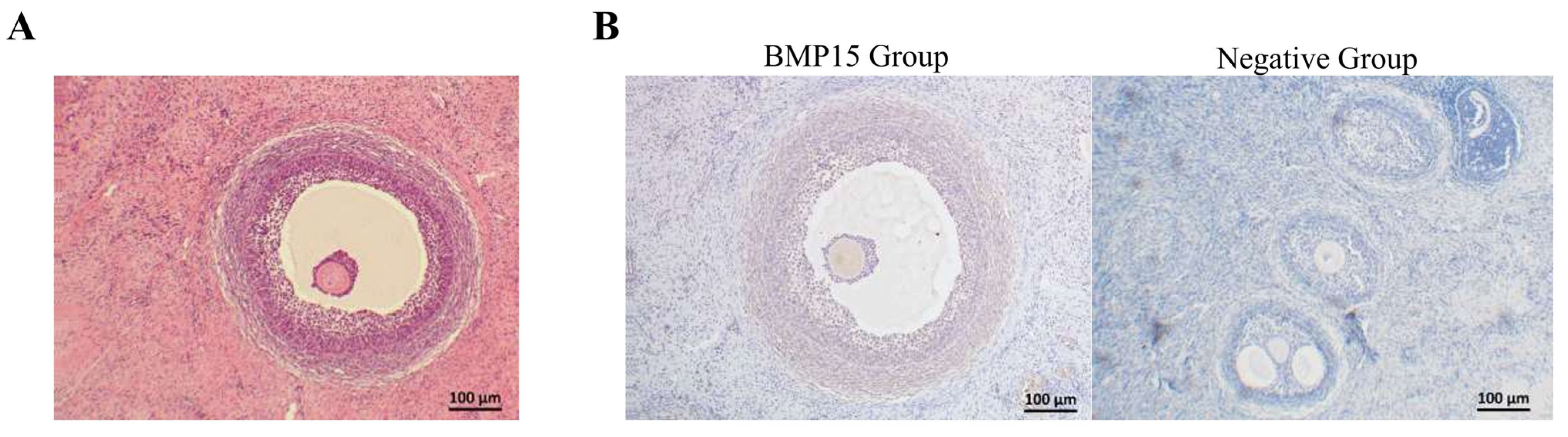 Vetsci 12 00222 g002