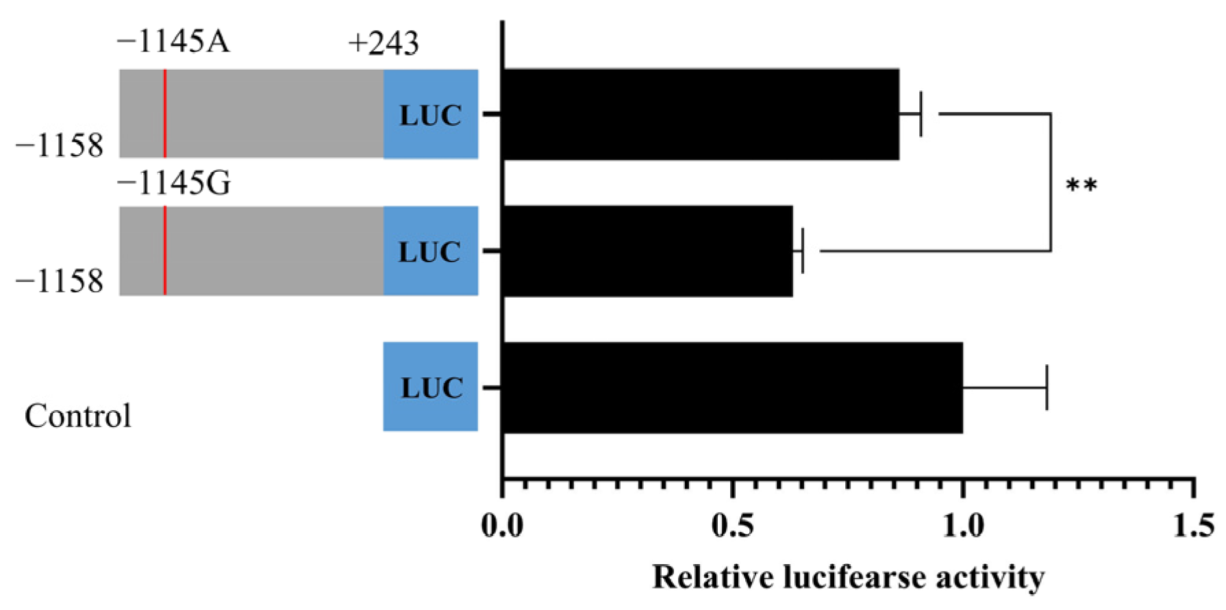 Variants in BMP15 Gene Affect Promoter Activity and Litter