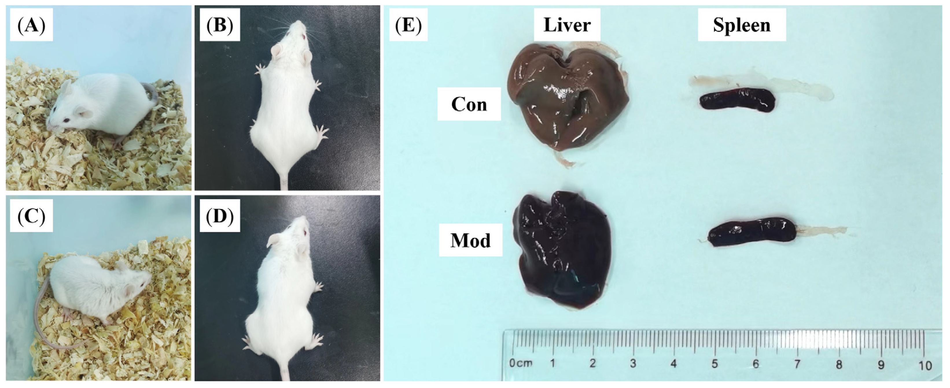 Vetsci 12 00227 g004