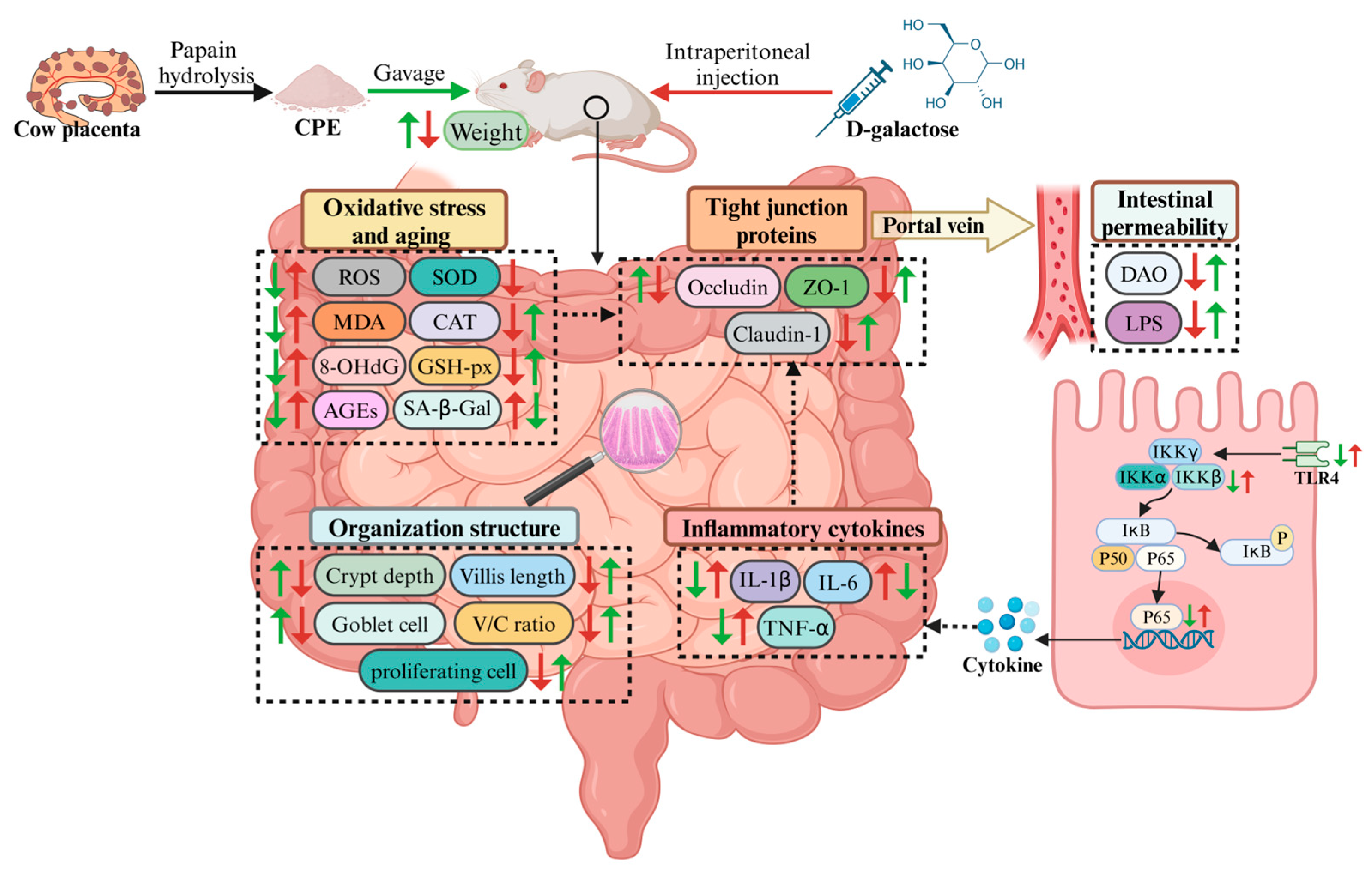 Vetsci 12 00229 g011