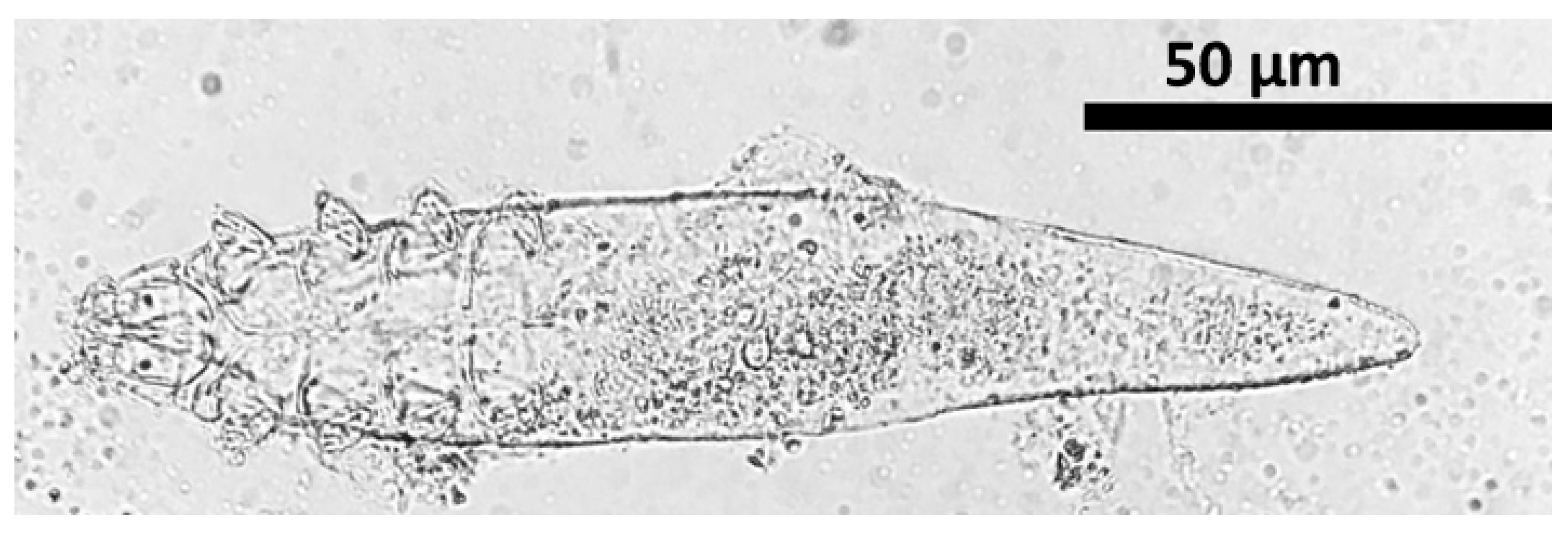 Vetsci 12 00238 g002