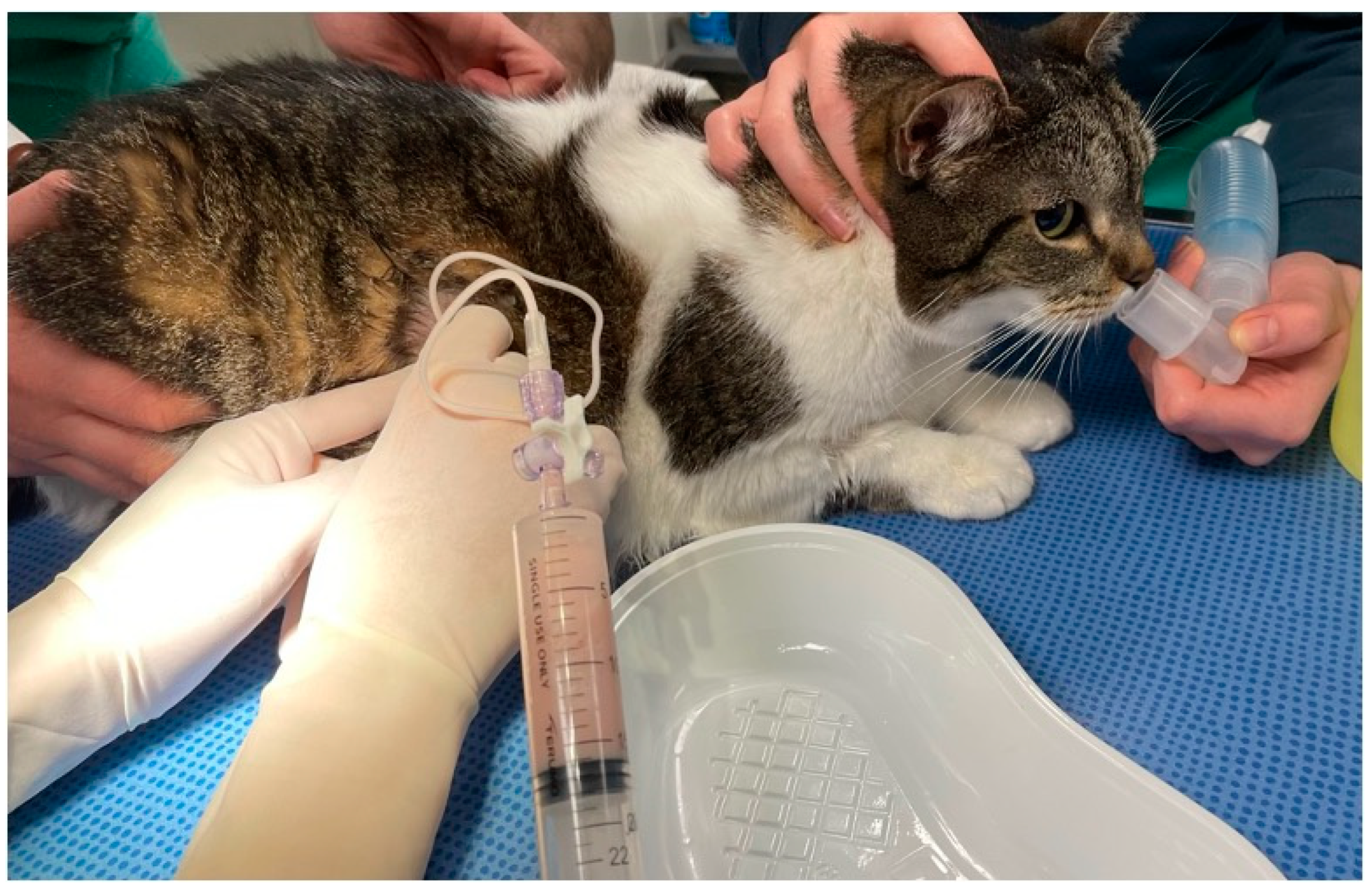 Vetsci 12 00242 g001