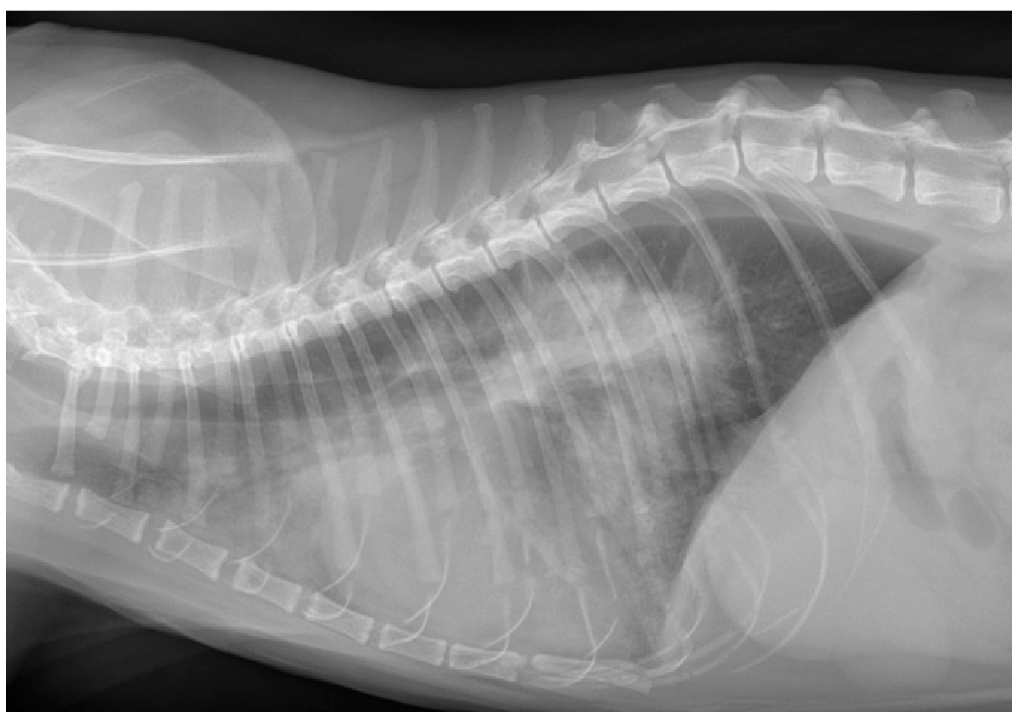 Vetsci 12 00242 g004