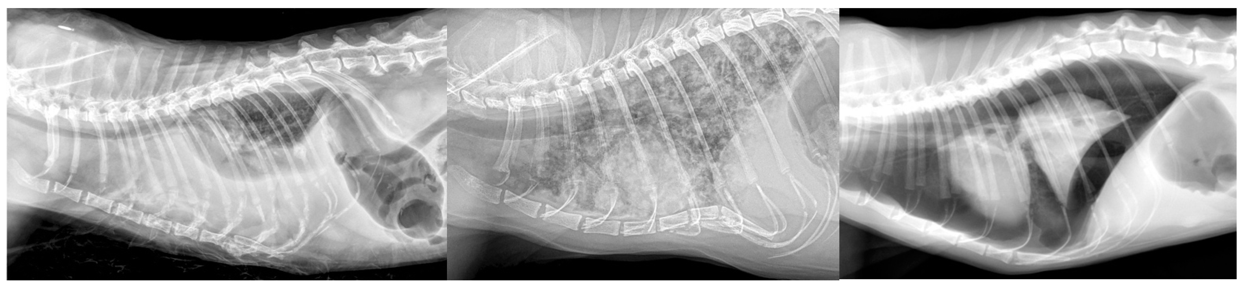 Vetsci 12 00242 g005