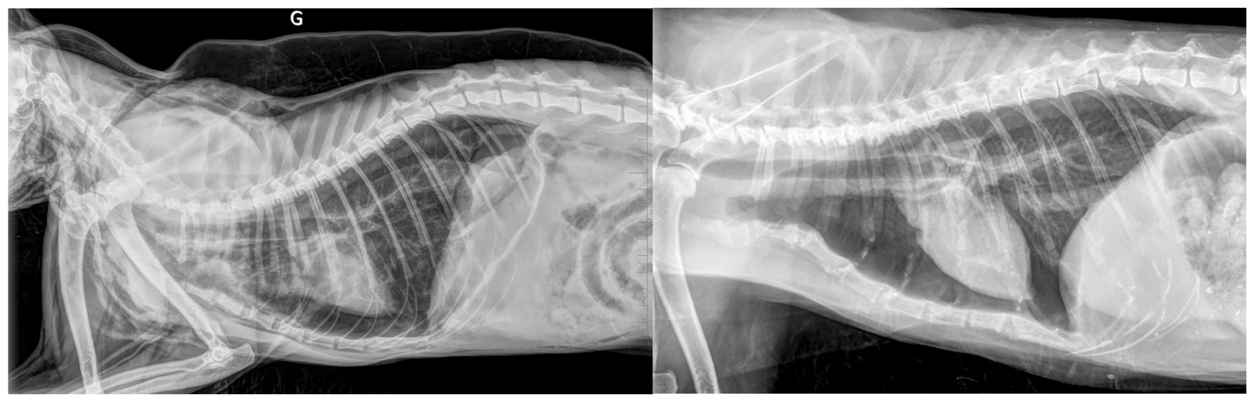 Vetsci 12 00242 g007