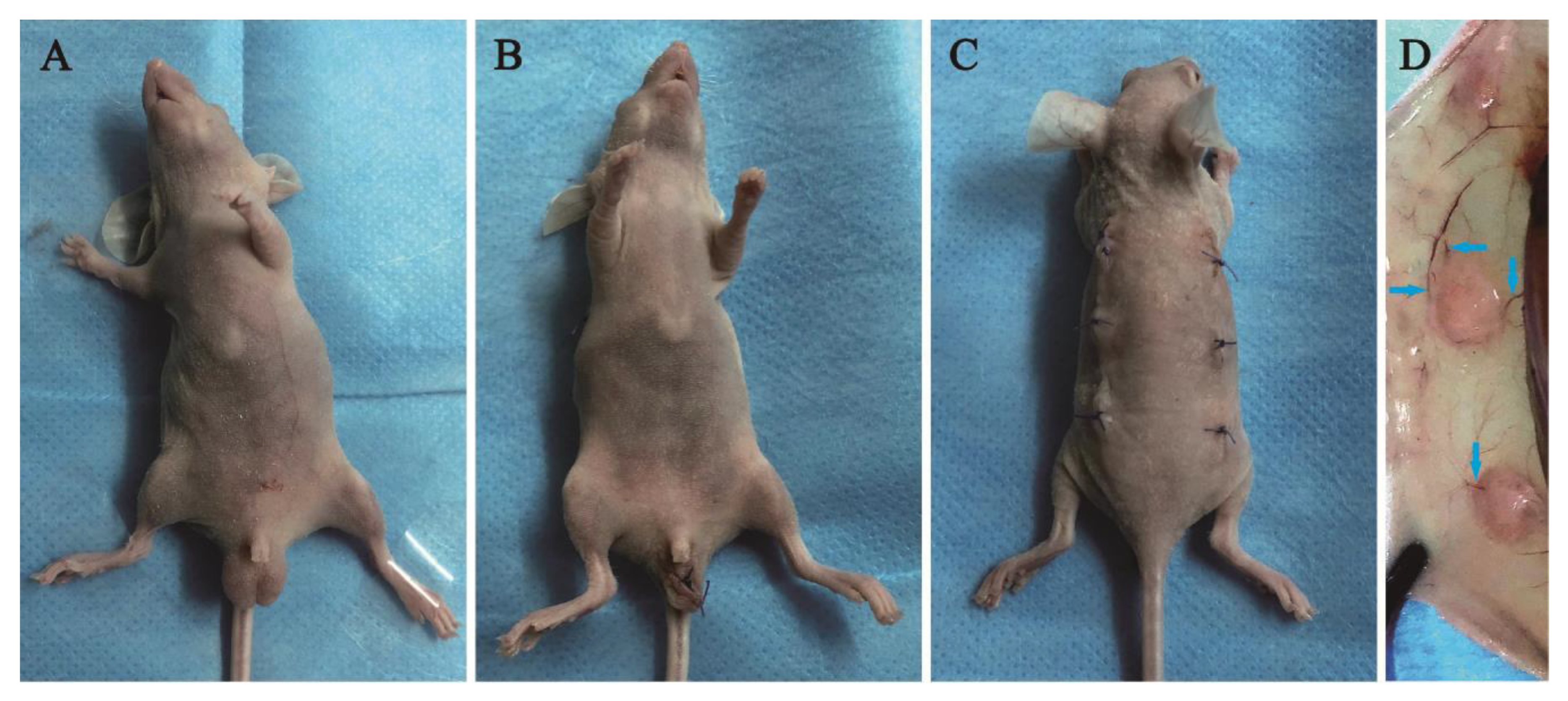 Vetsci 12 00247 g001