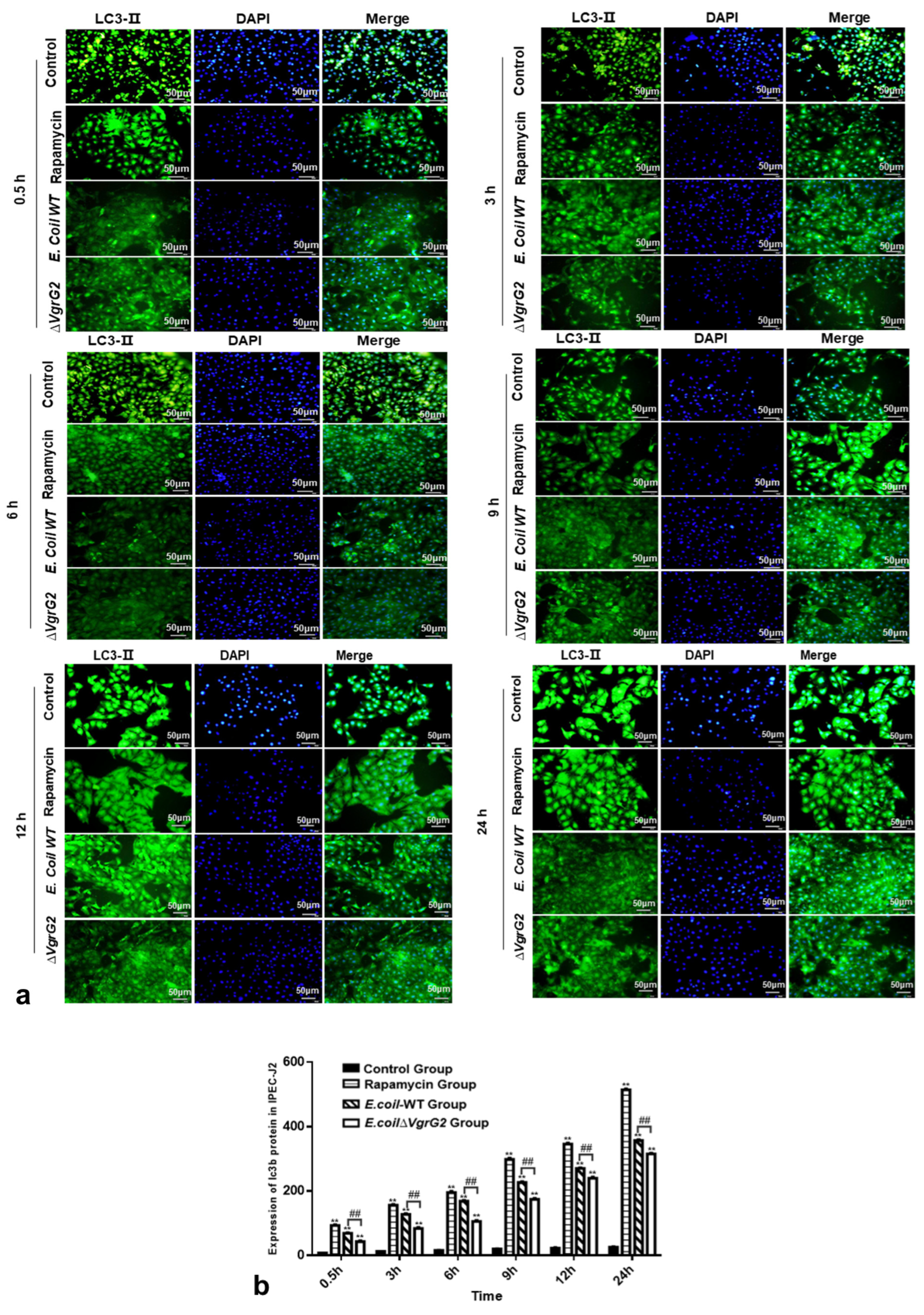 Vetsci 12 00249 g006