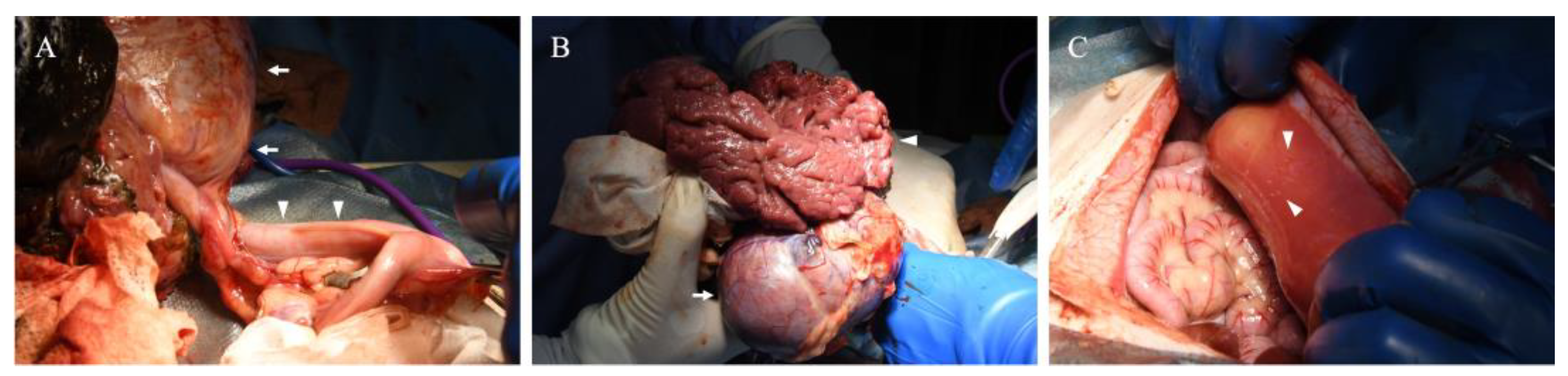 Vetsci 12 00253 g003