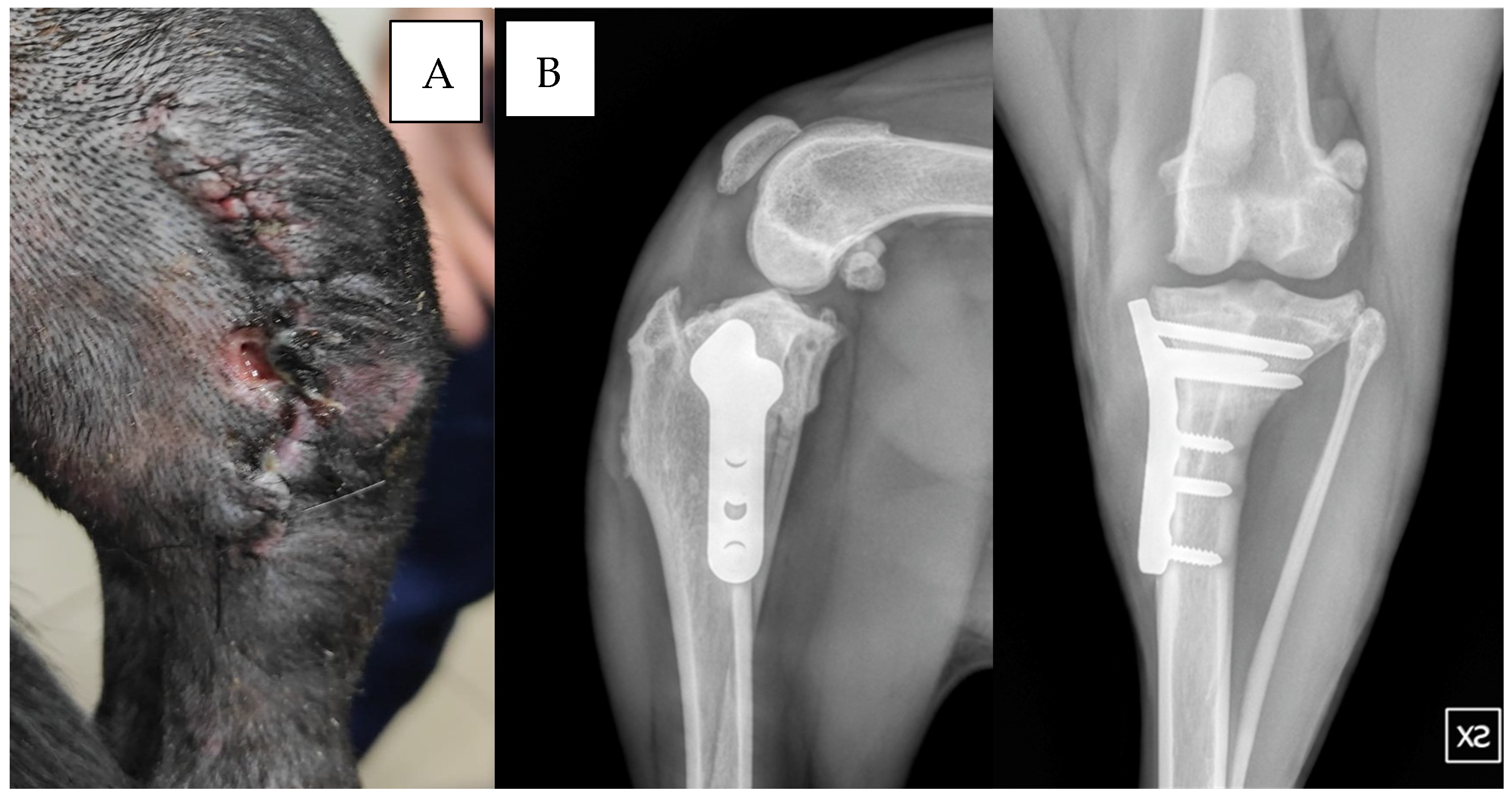 Vetsci 12 00258 g002