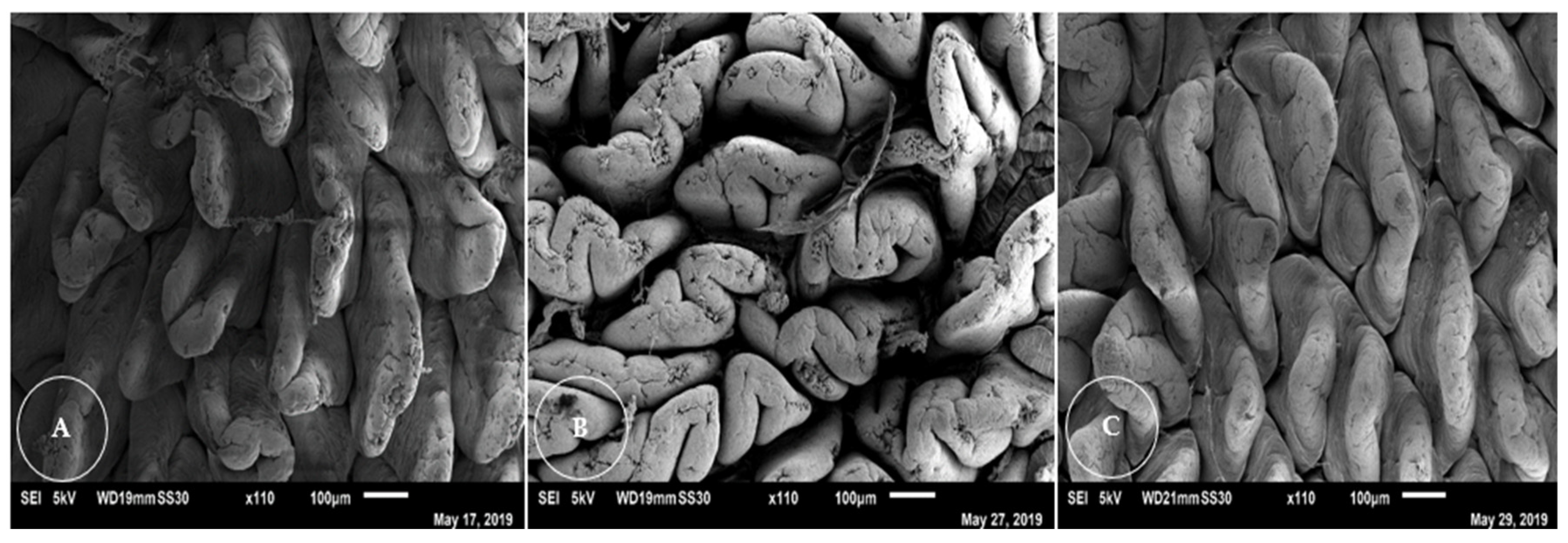 Vetsci 12 00263 g006