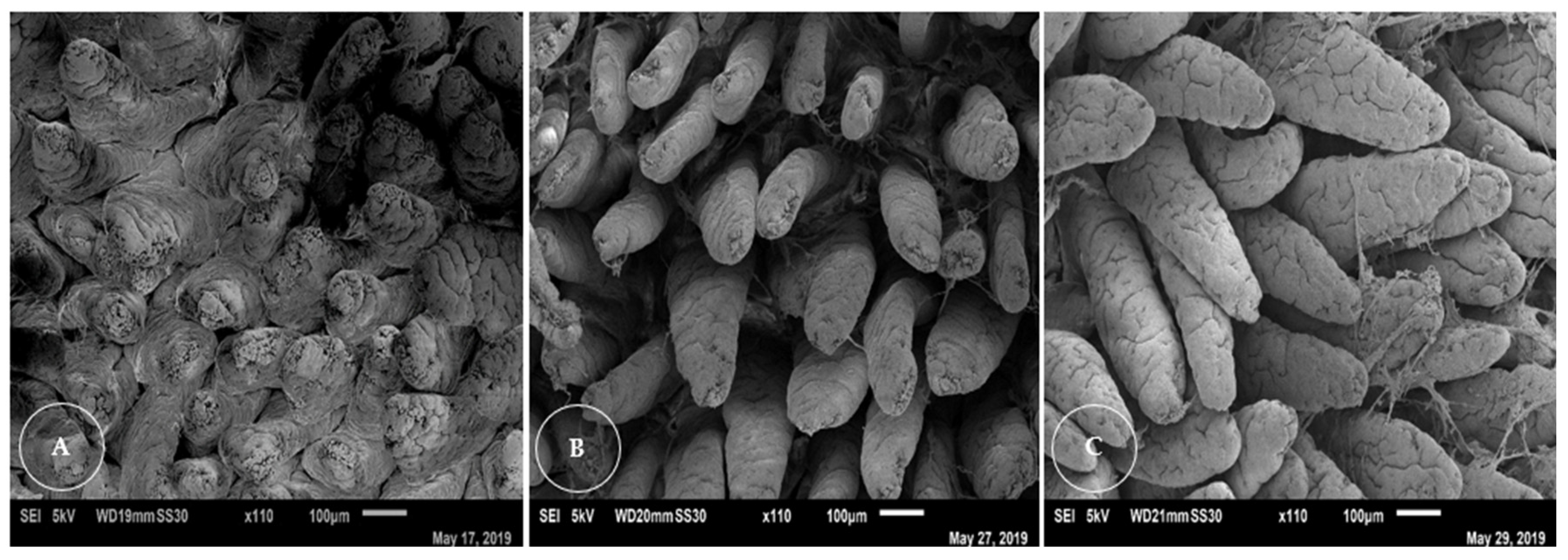 Vetsci 12 00263 g007