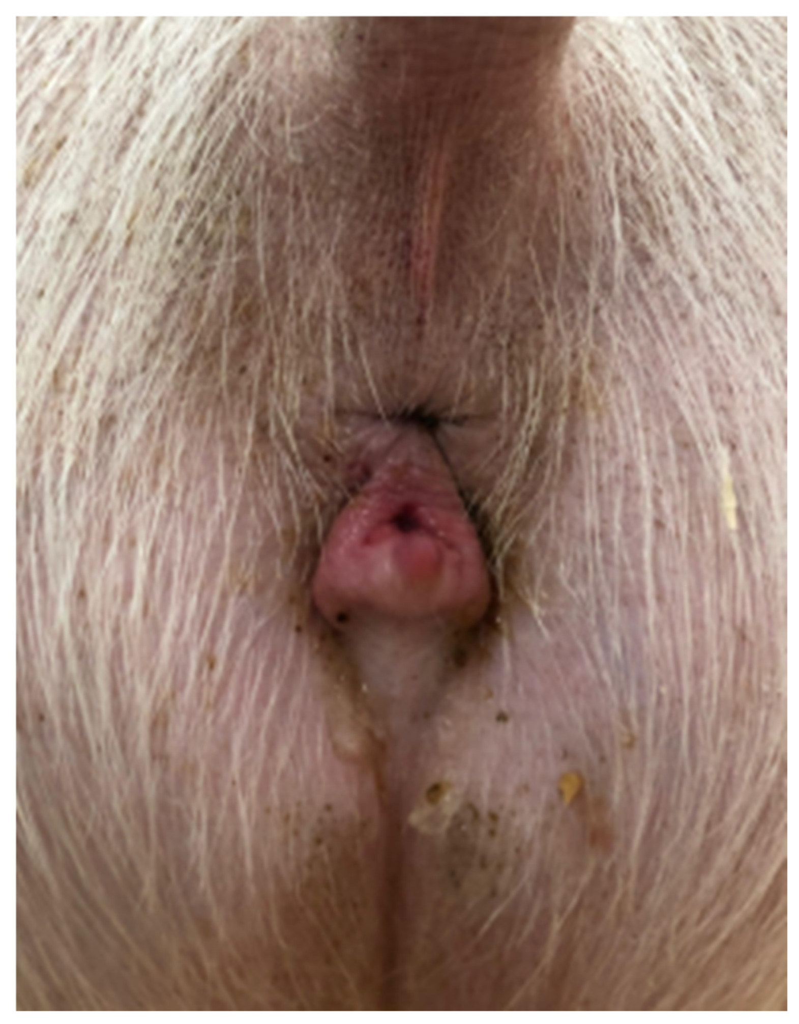 Vetsci 12 00268 g001 Vetsci 12 00268 g001