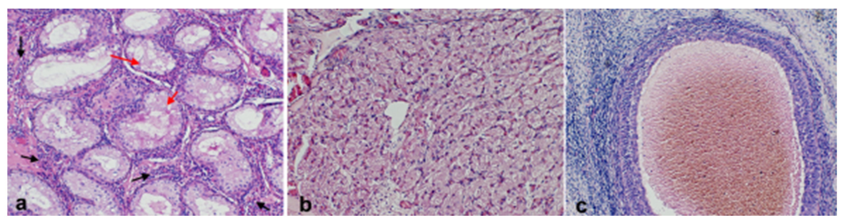 Vetsci 12 00268 g004 Vetsci 12 00268 g004