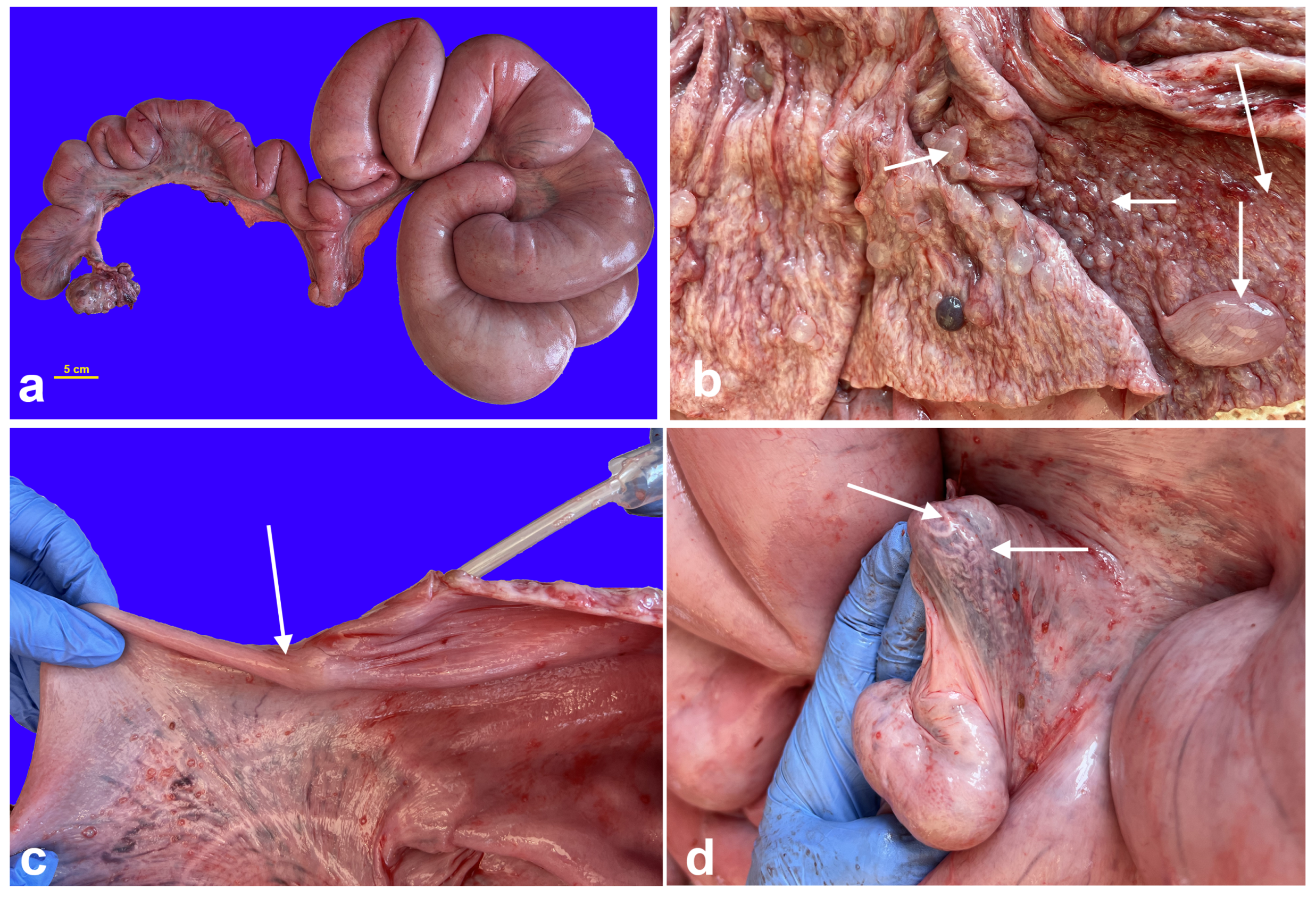 Vetsci 12 00268 g005 Vetsci 12 00268 g005