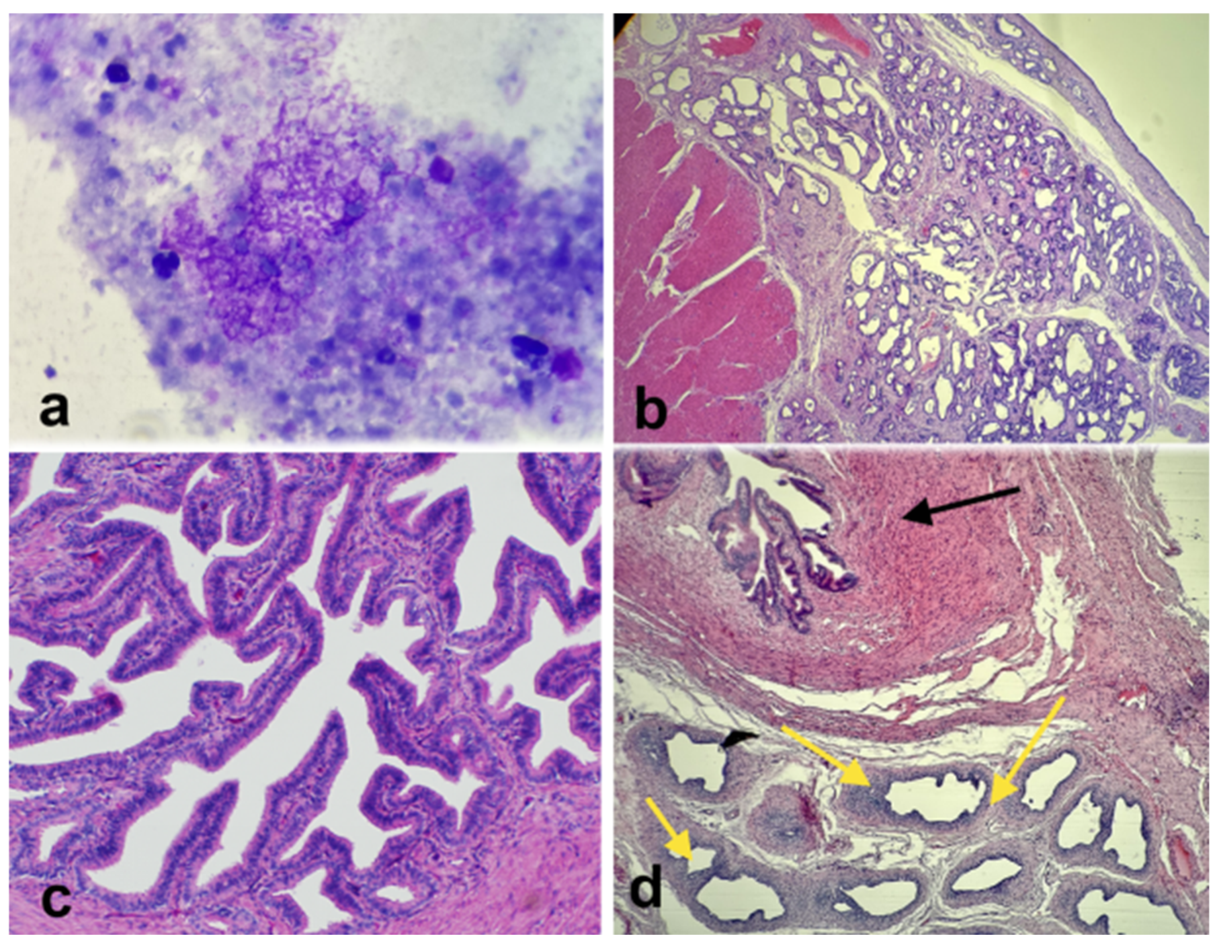 Vetsci 12 00268 g006 Vetsci 12 00268 g006