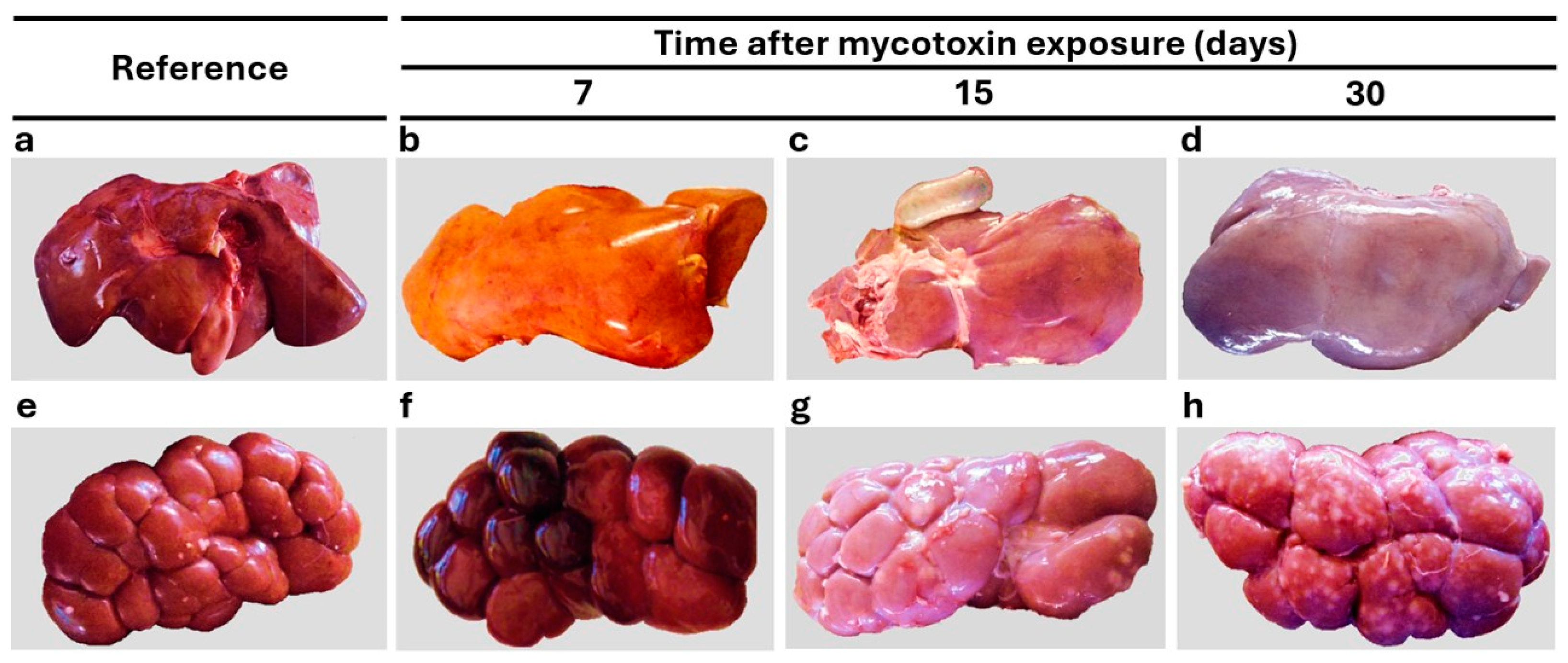 Vetsci 12 00273 g001