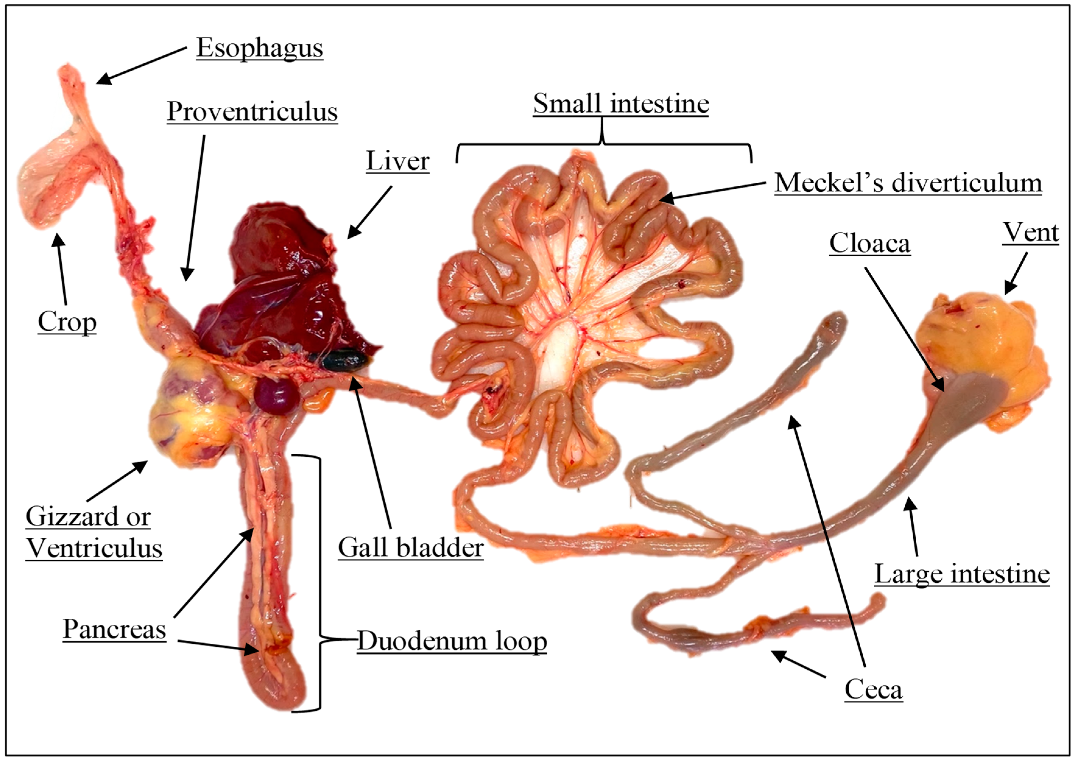 Vetsci 12 00277 g001