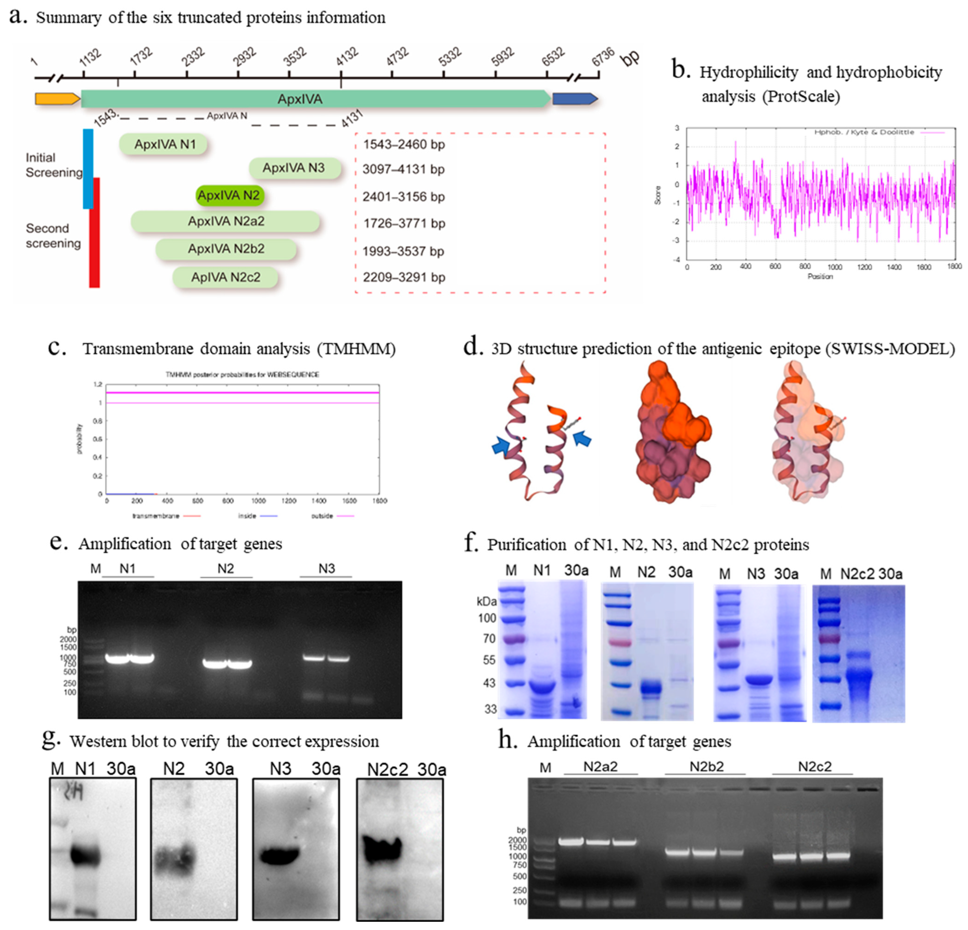 Vetsci 12 00278 g002