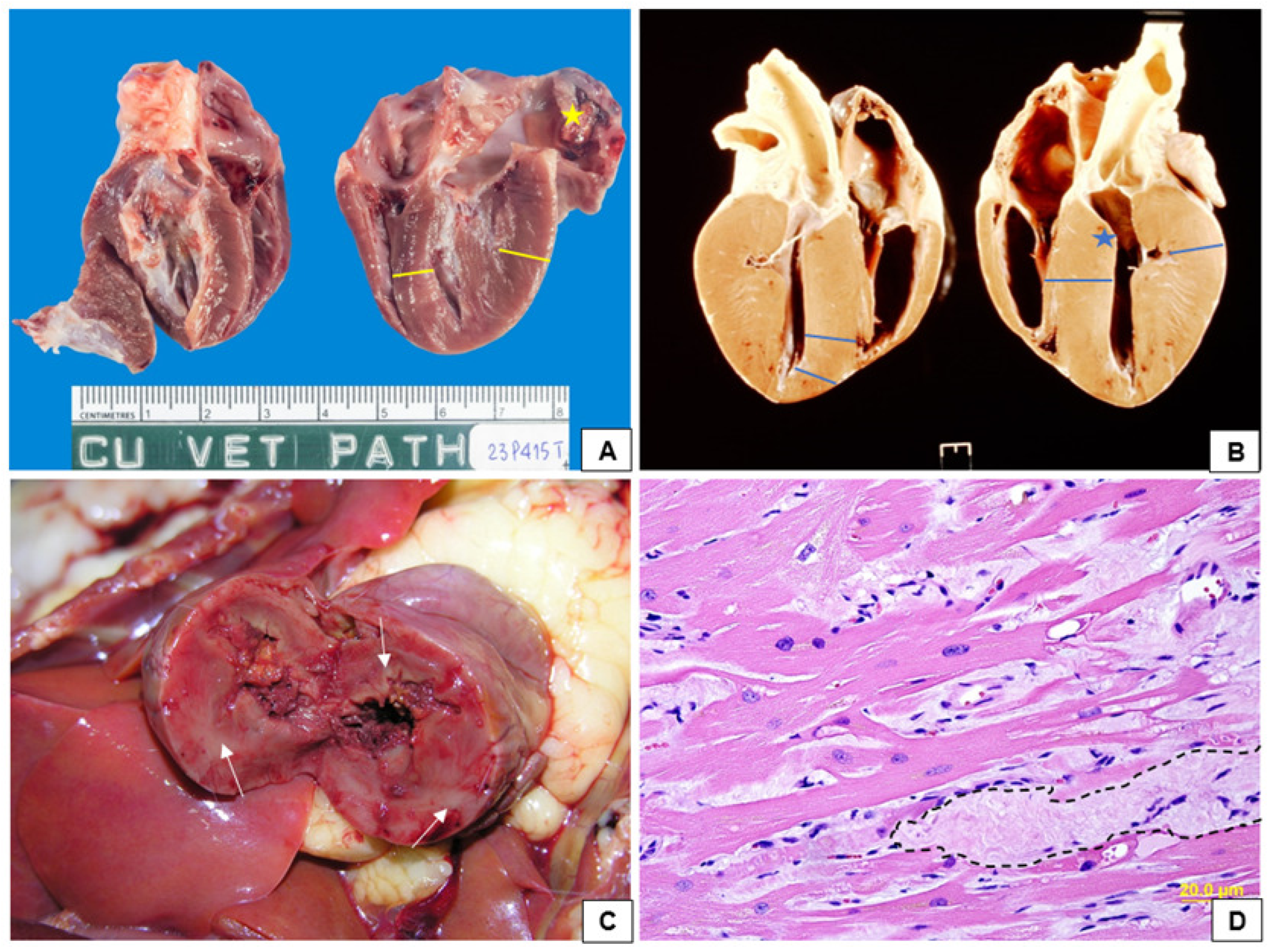 Vetsci 12 00289 g002